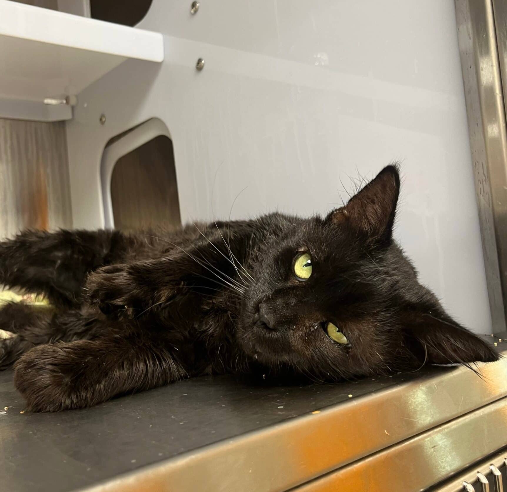 Fernando - Domestic Short Hair cat available for adoption at Proanima in Boucherville