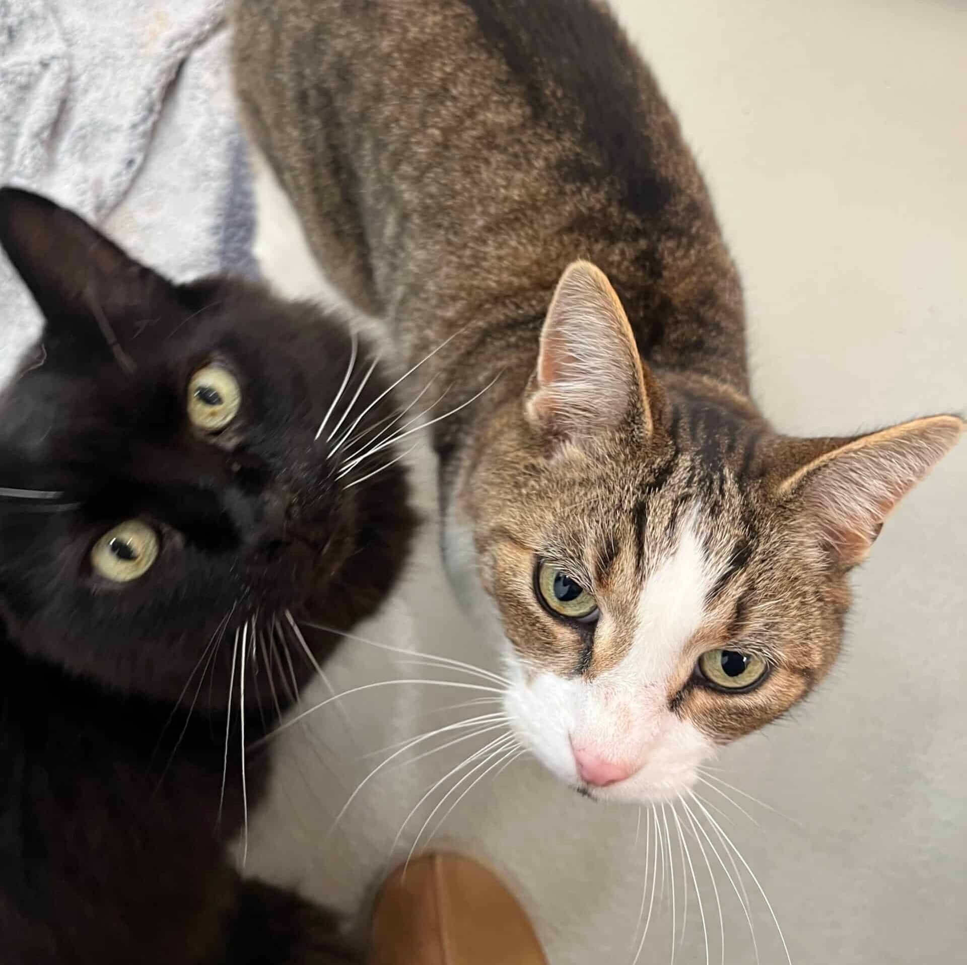 Stormy et Nelson - Domestic Short Hair cat available for adoption at Proanima in Boucherville