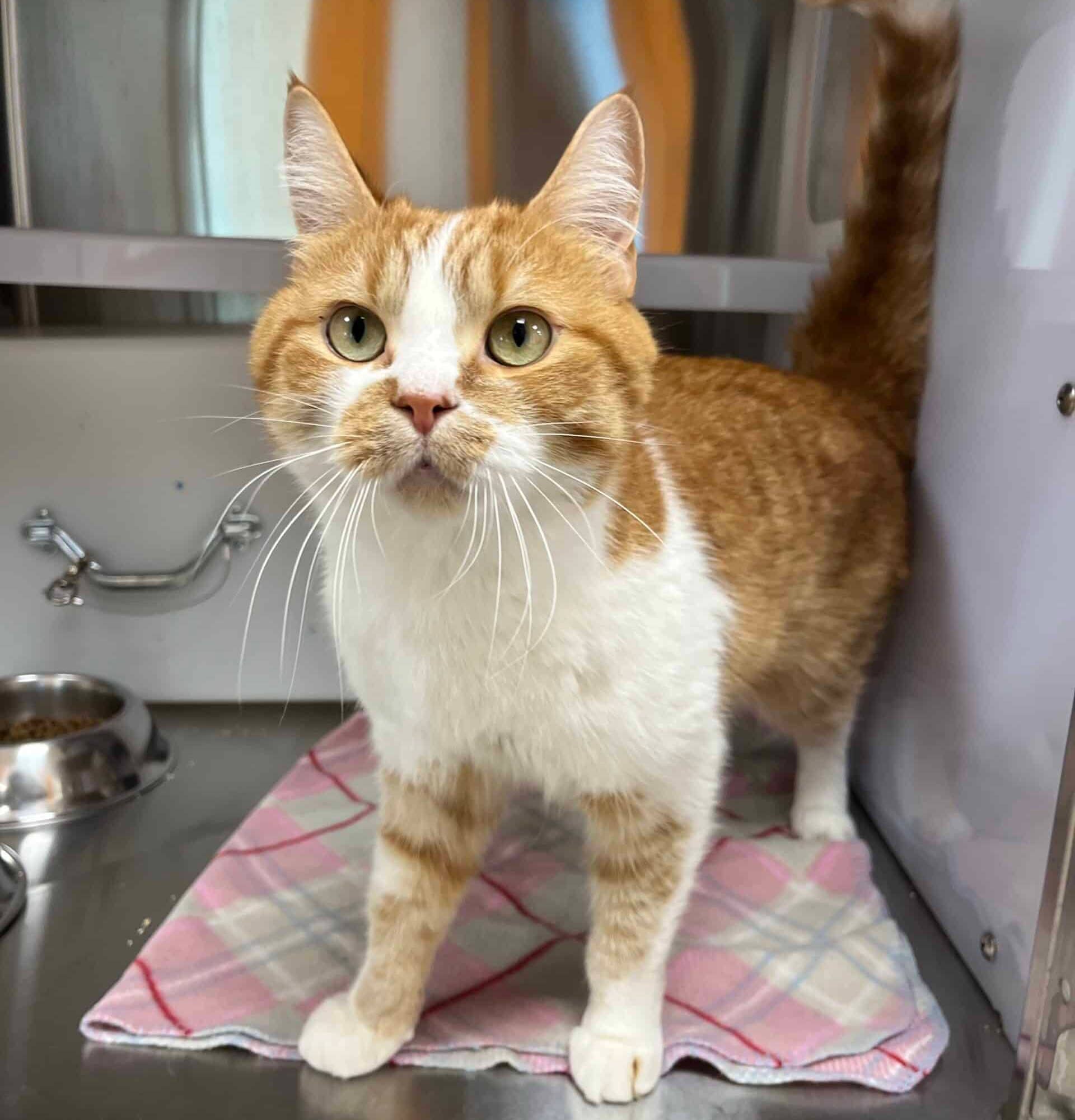 Blu - Domestic Short Hair cat available for adoption at Proanima in Boucherville