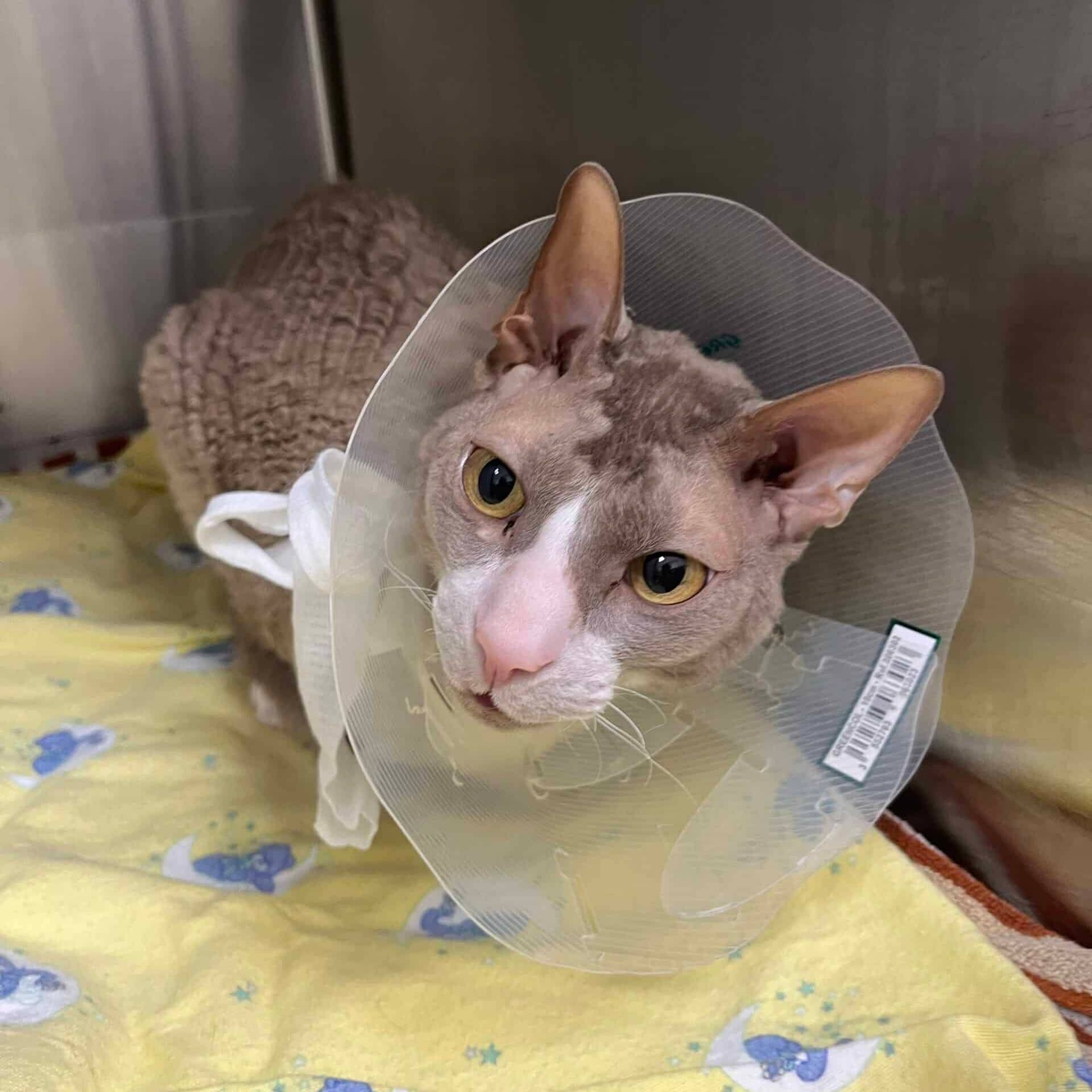 Gustave - Domestic Short Hair cat available for adoption at Proanima in Boucherville