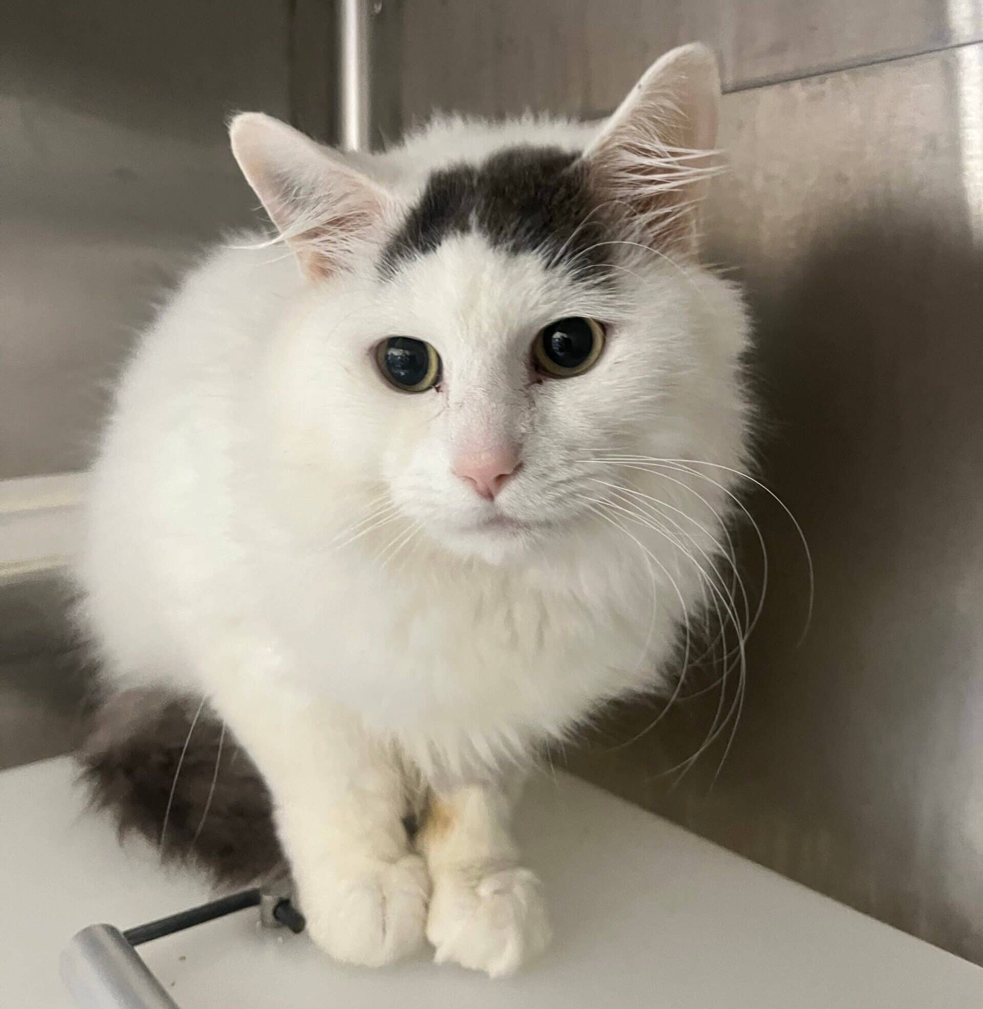 Butterscotch - Domestic Short Hair cat available for adoption at Proanima in Boucherville