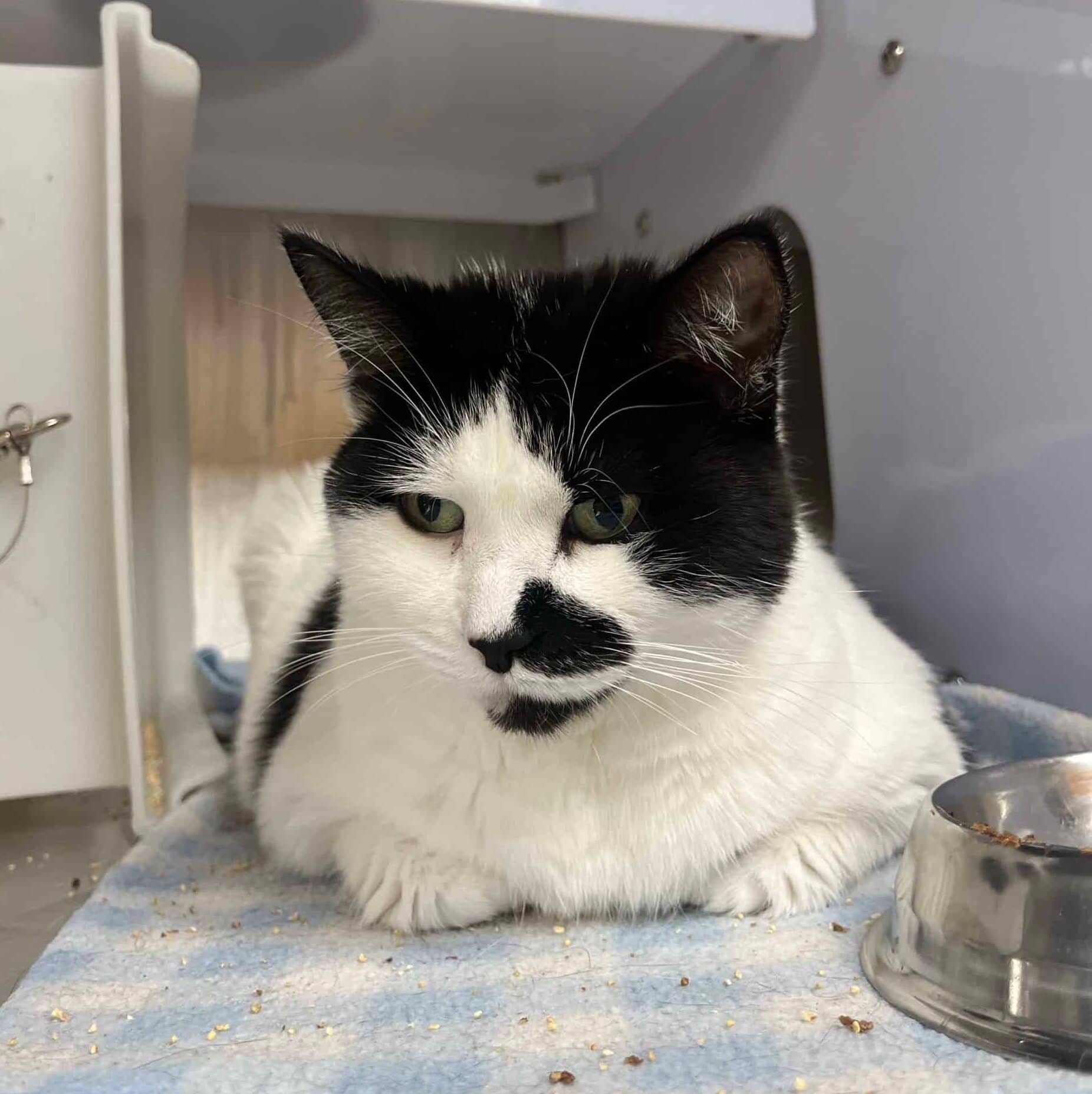 Bella - Domestic Short Hair cat available for adoption at Proanima in Boucherville