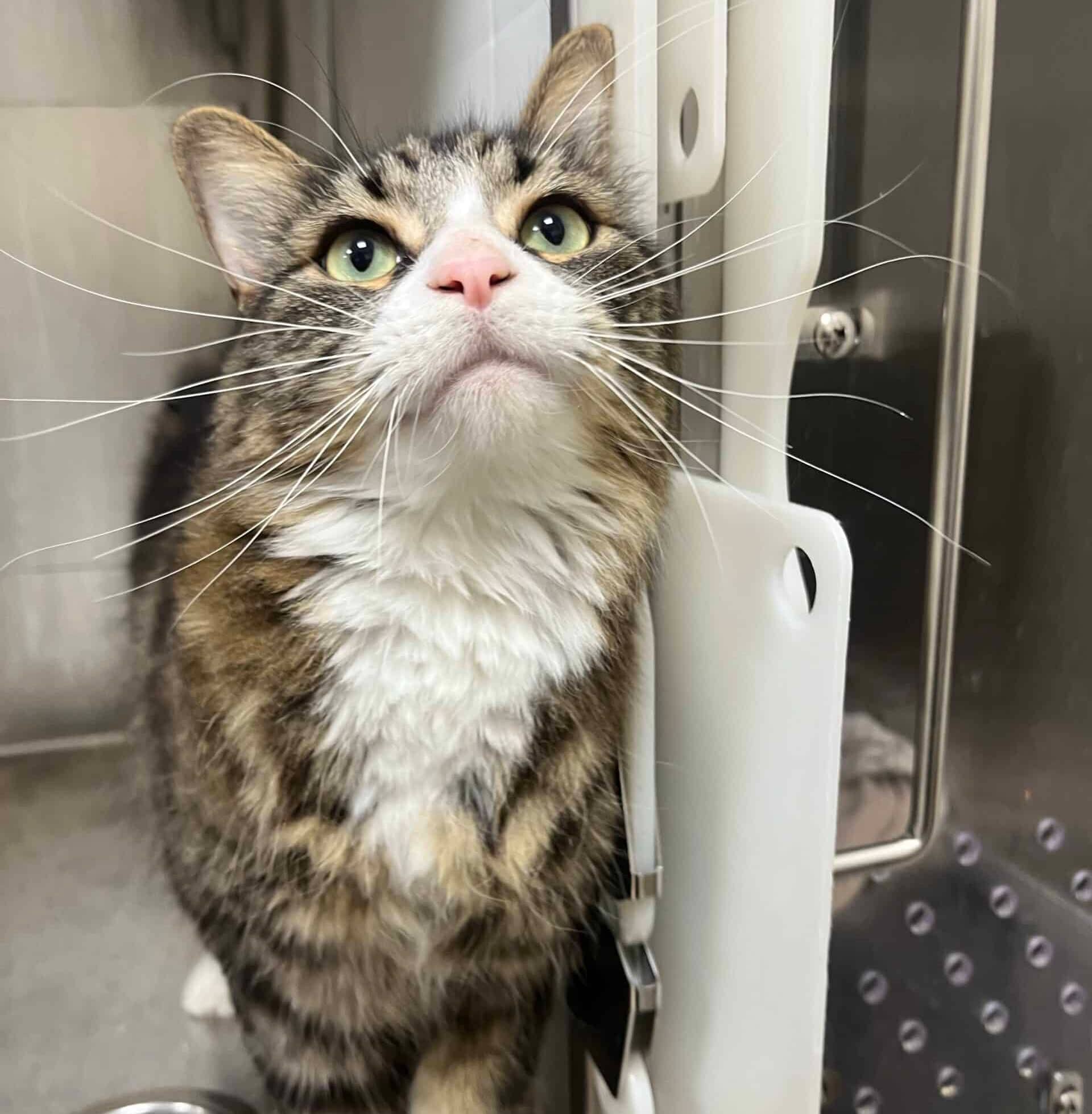 Marchmelow - Domestic Short Hair cat available for adoption at Proanima in Boucherville