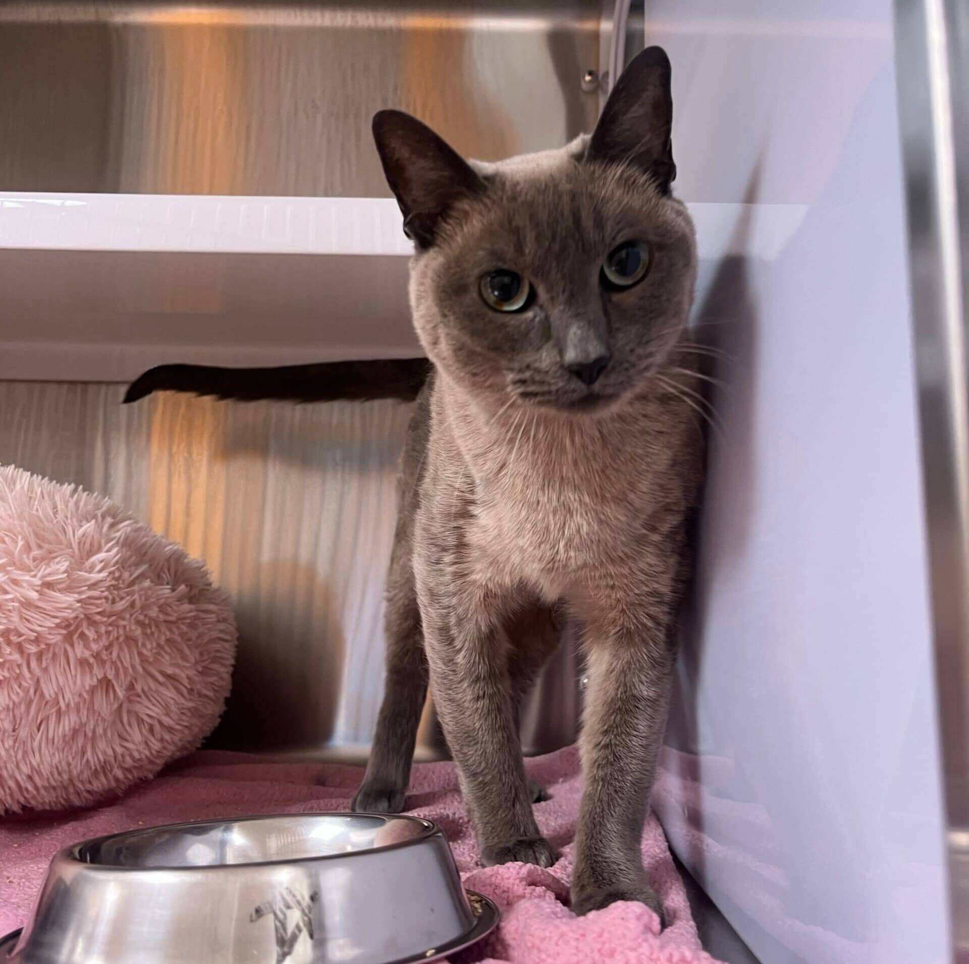 Wendy - Domestic Short Hair cat available for adoption at Proanima in Boucherville