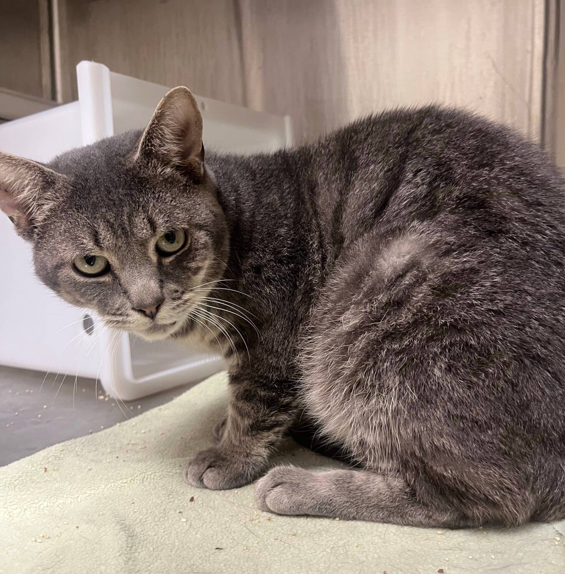 Buttercup - Domestic Short Hair available for adoption