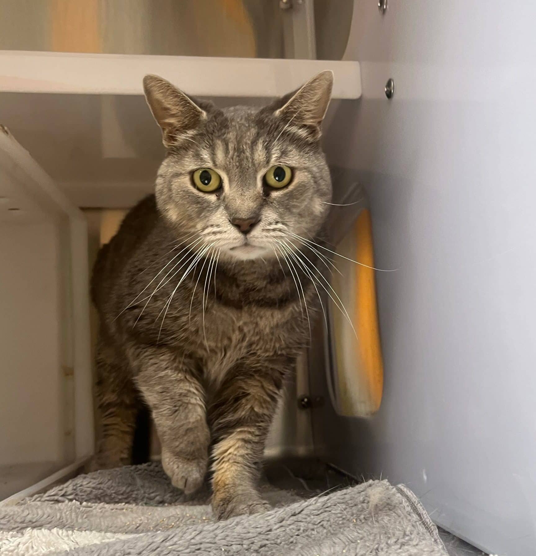 Malla - Domestic Short Hair cat available for adoption at Proanima in Boucherville