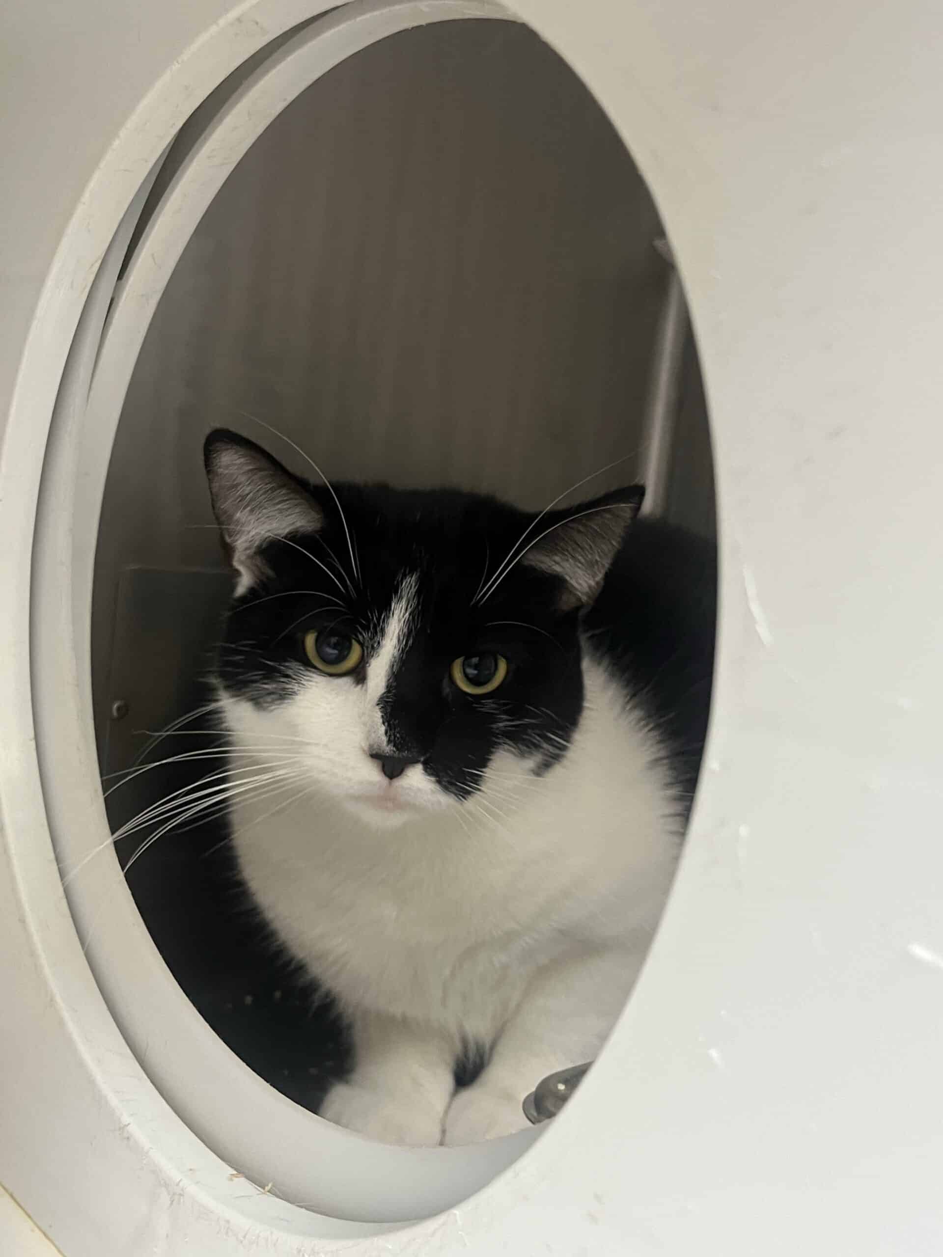 Moussya - Domestic Short Hair cat available for adoption at Proanima in Boucherville