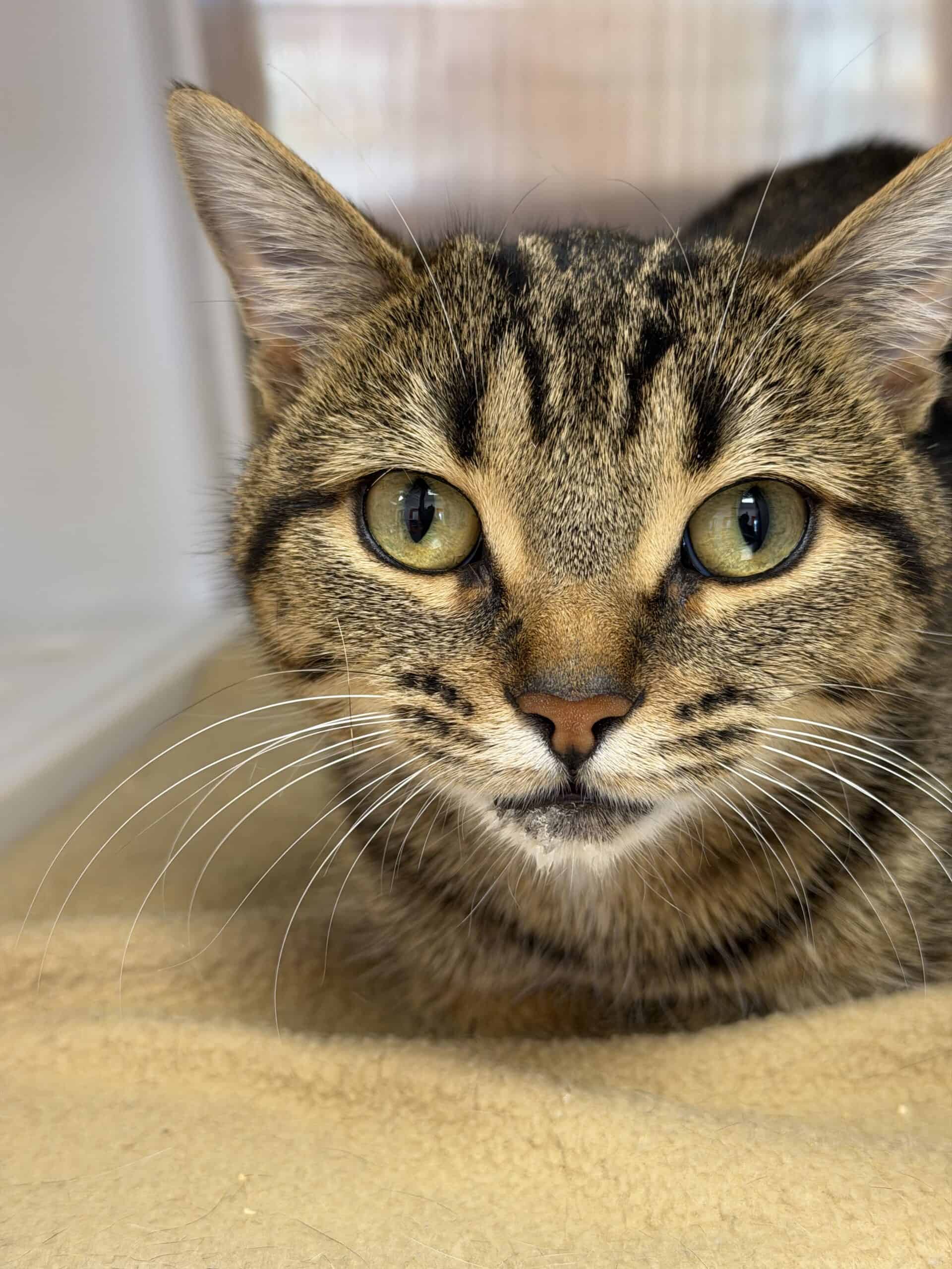 Minette - Tabby cat available for adoption at Proanima in Montreal