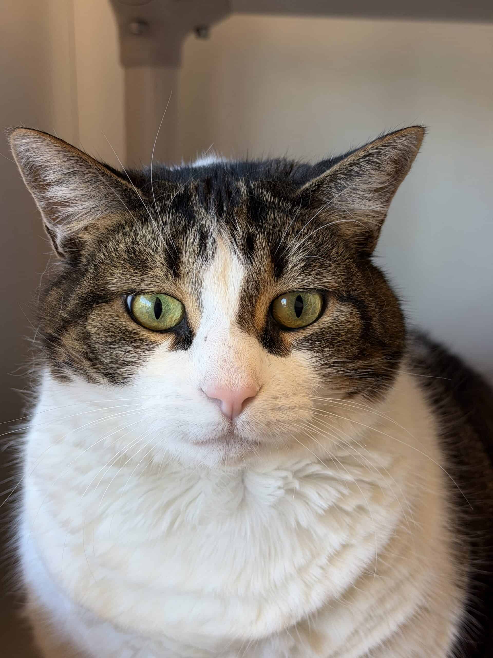 Toutoune - Domestic Short Hair cat available for adoption at Proanima in Montreal