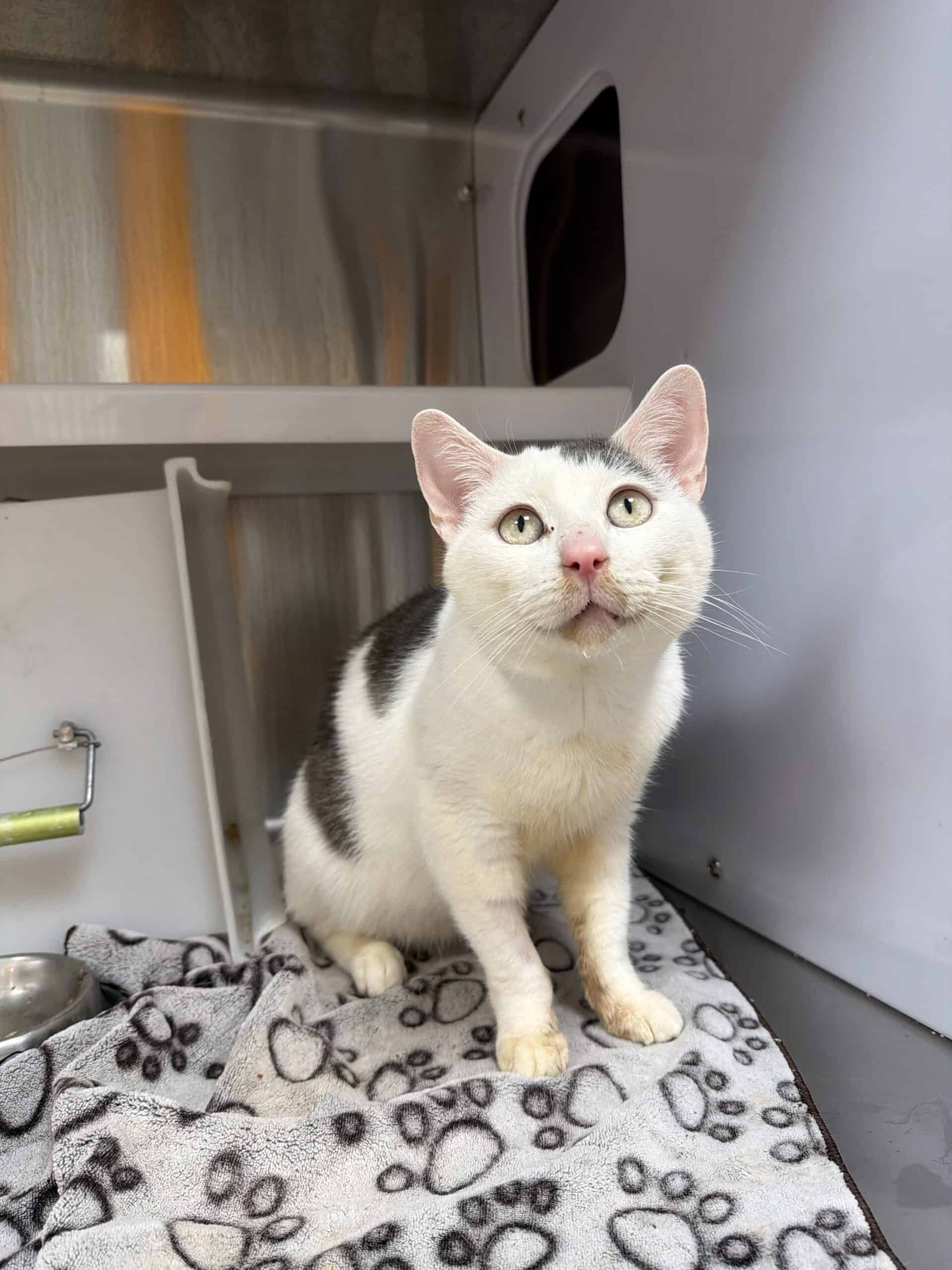 Guanine - Domestic Short Hair cat available for adoption at Proanima in Boucherville