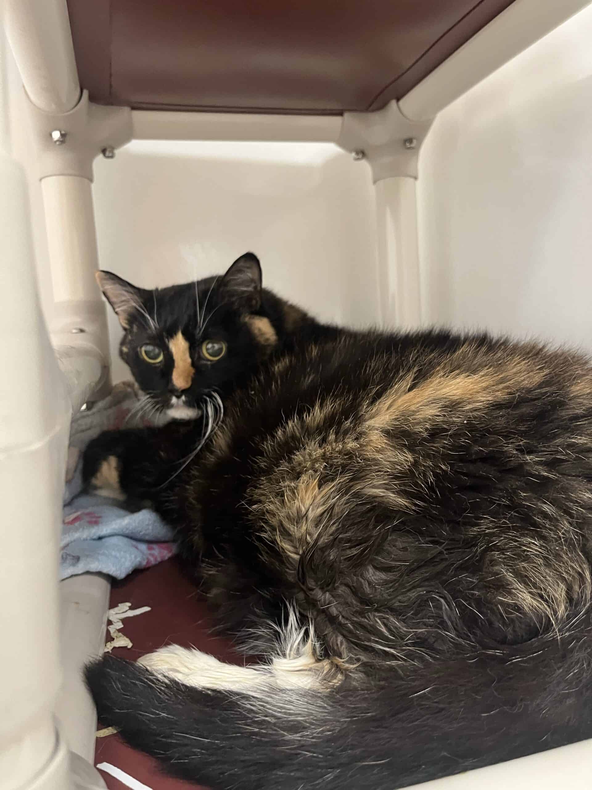 Bébitte - Domestic Short Hair cat available for adoption at Proanima in Boucherville