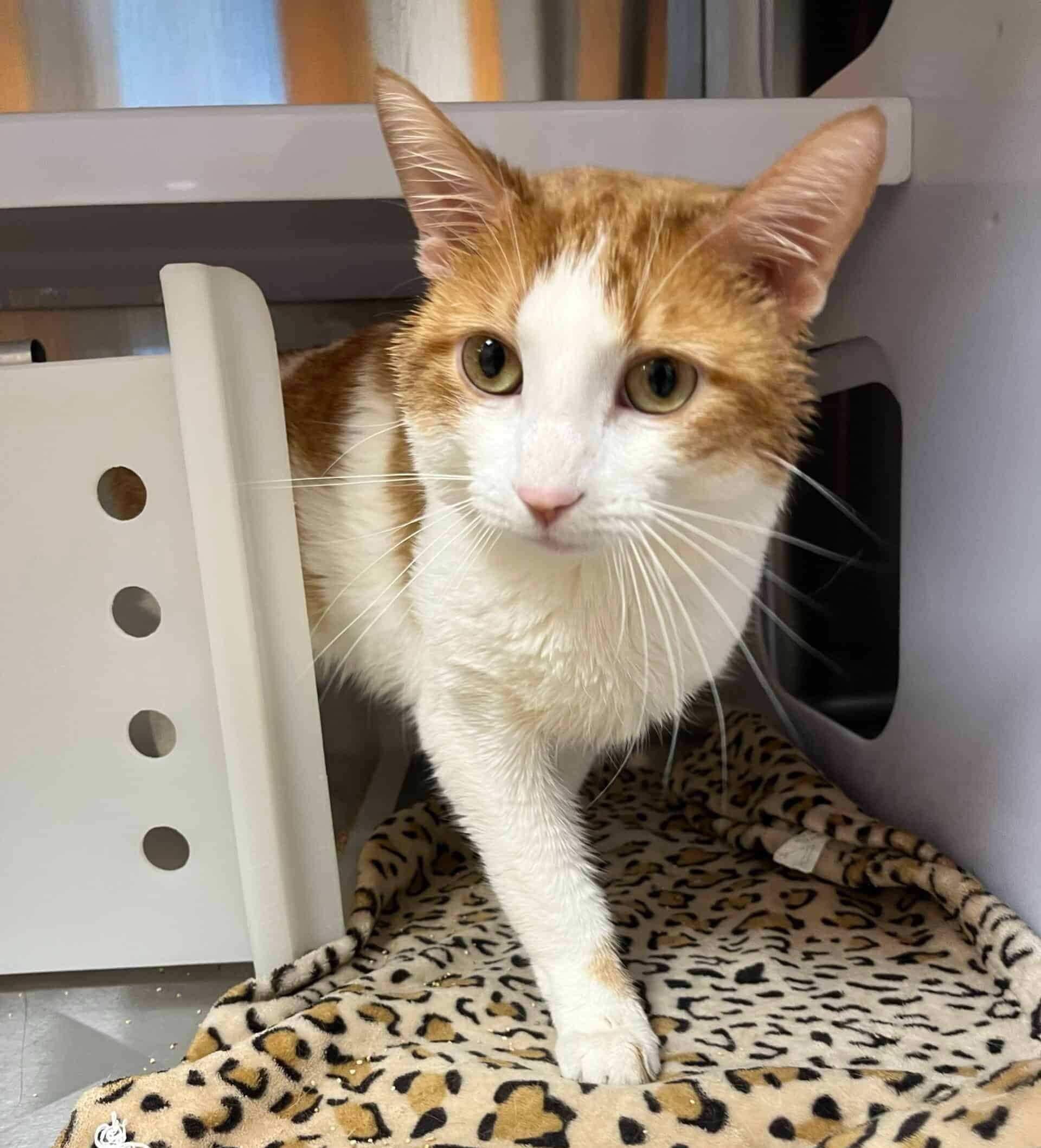Seigneur Minimoew - Domestic Short Hair cat available for adoption at Proanima in Boucherville