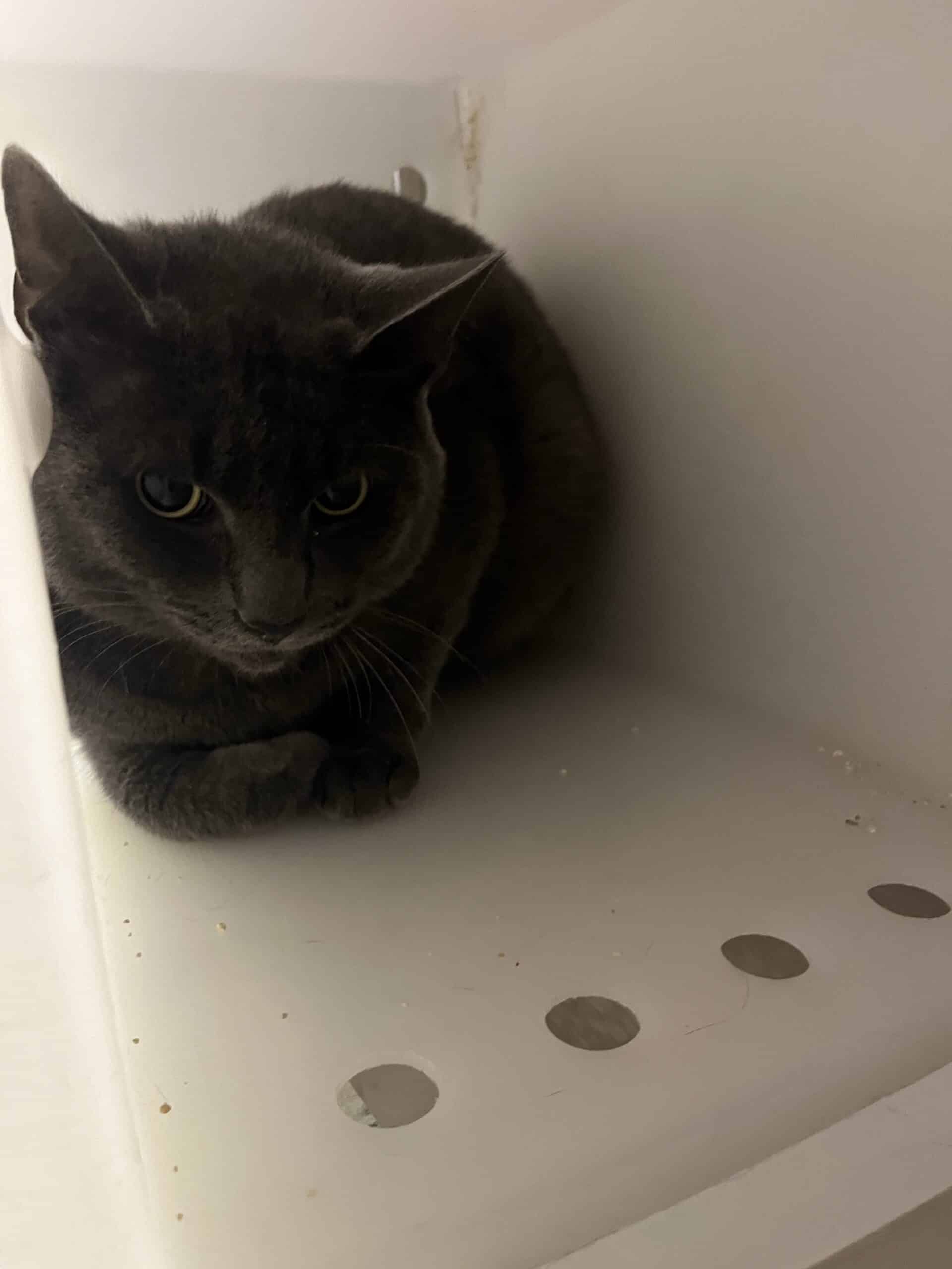 Glenn - Domestic Short Hair cat available for adoption at Proanima in Boucherville
