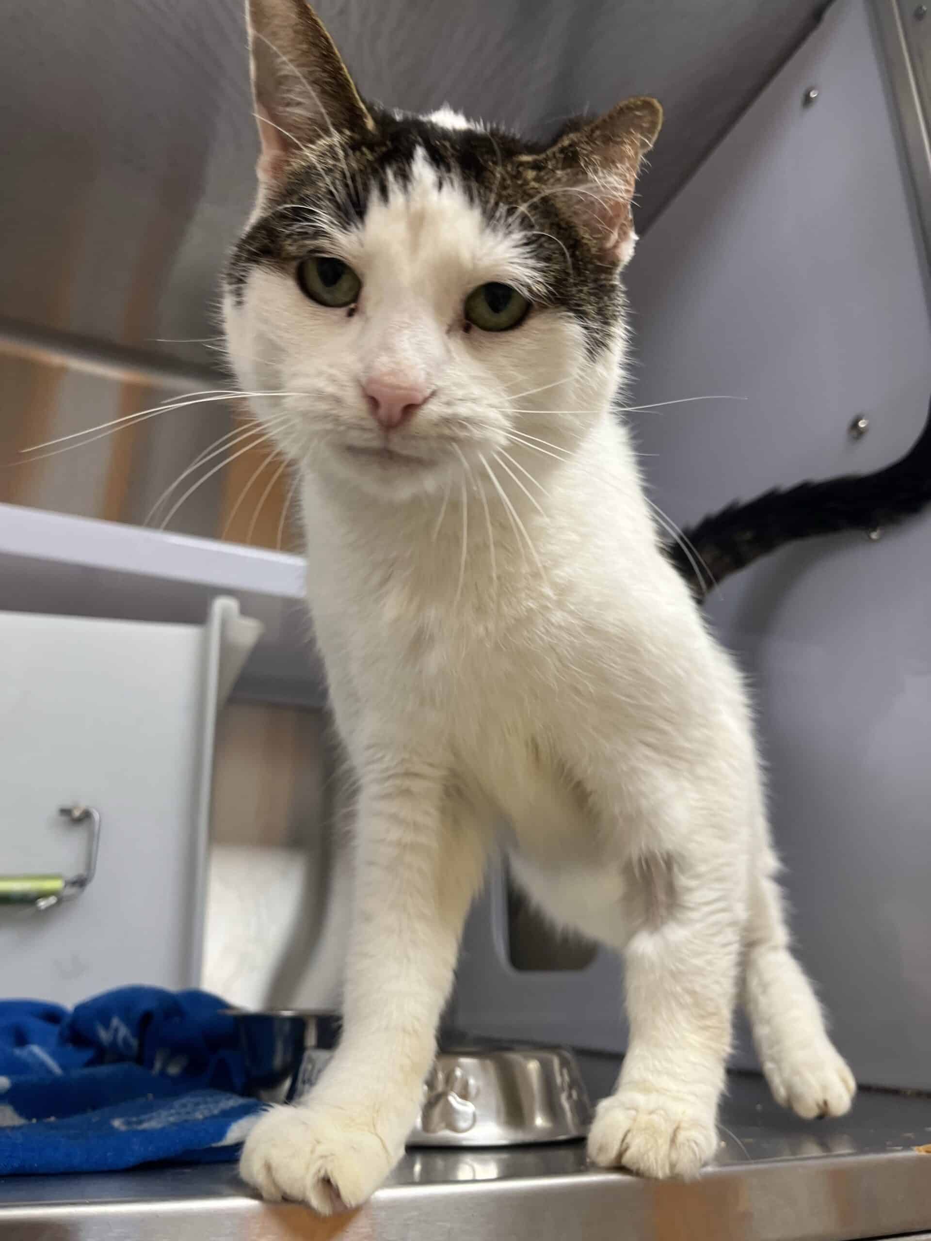 Patisson - Domestic Short Hair cat available for adoption at Proanima in Boucherville