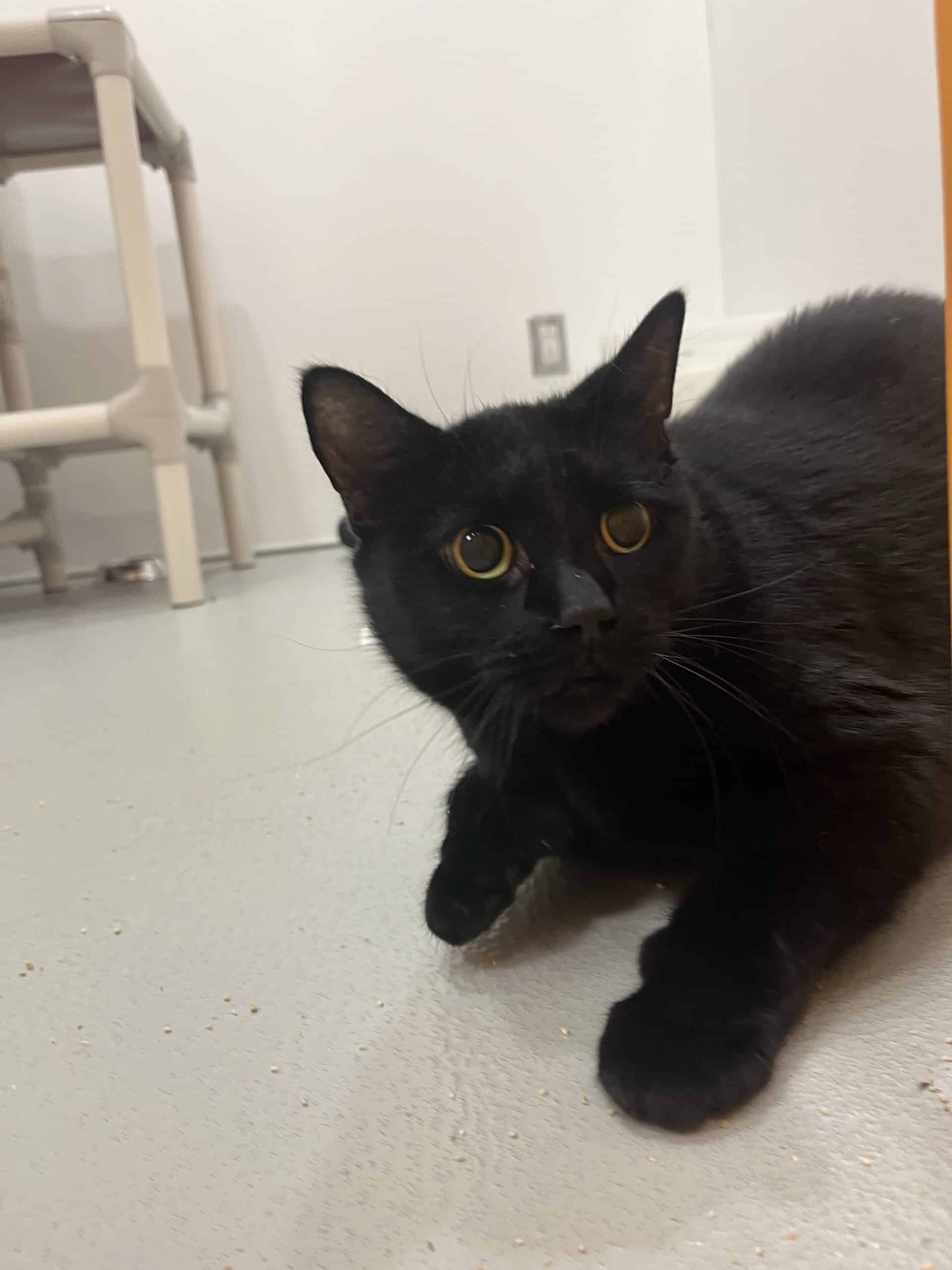 Minuit - Domestic Short Hair cat available for adoption at Proanima in Boucherville