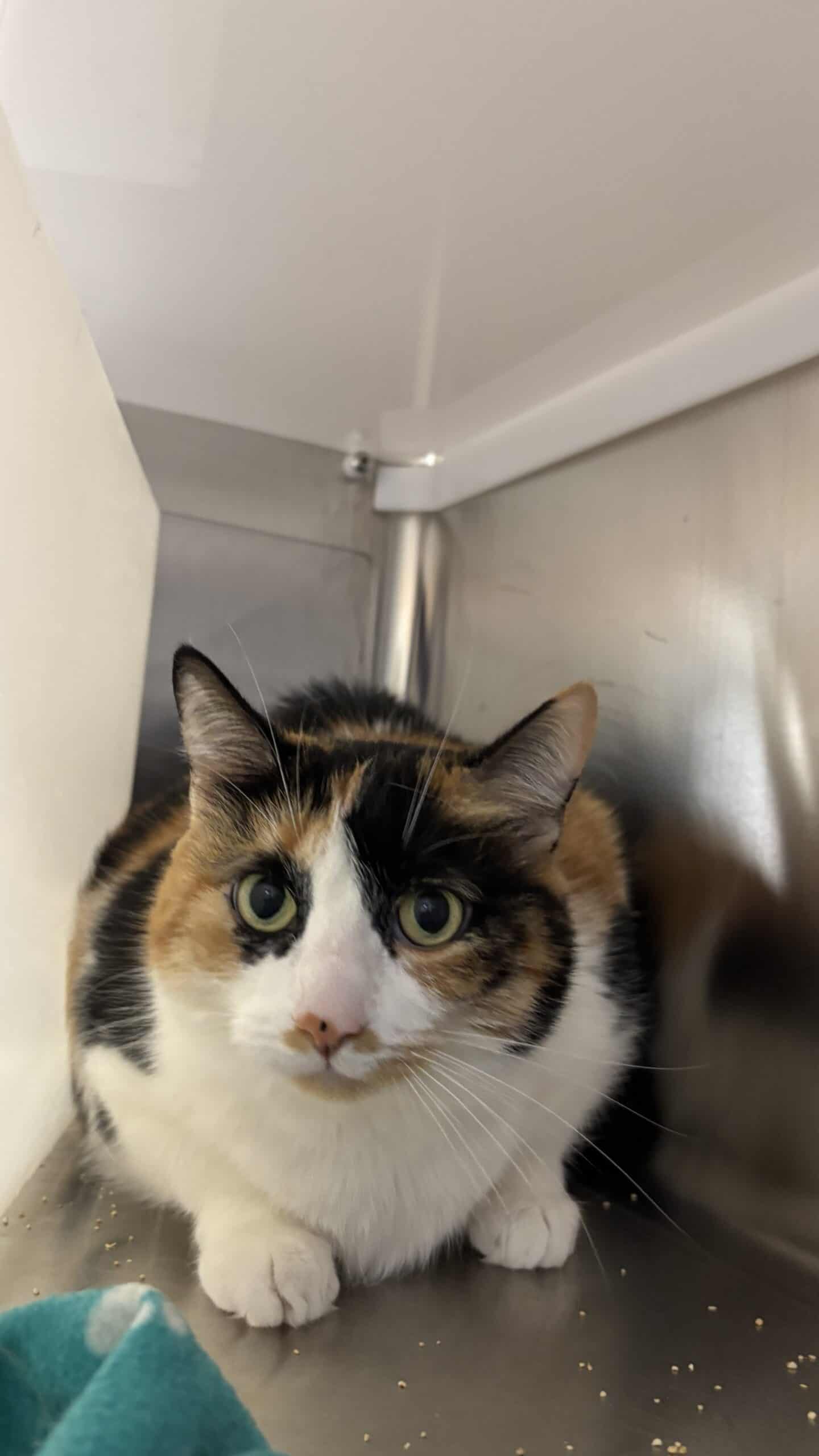 Cocotte - Domestic Short Hair cat available for adoption at Proanima in Boucherville