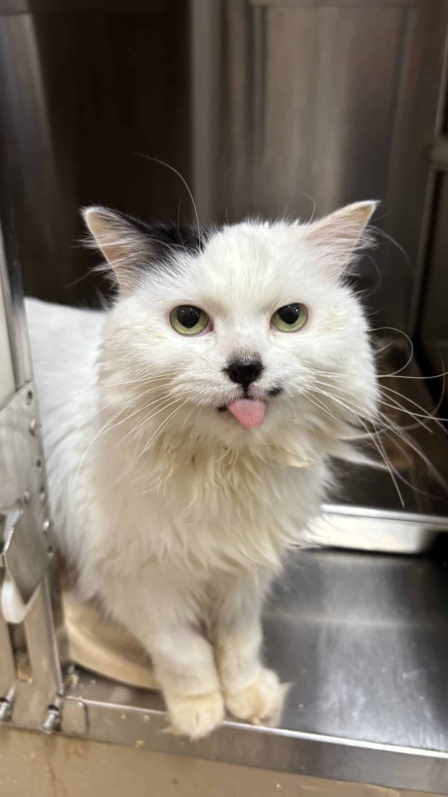 Vanille - Domestic Short Hair available for adoption
