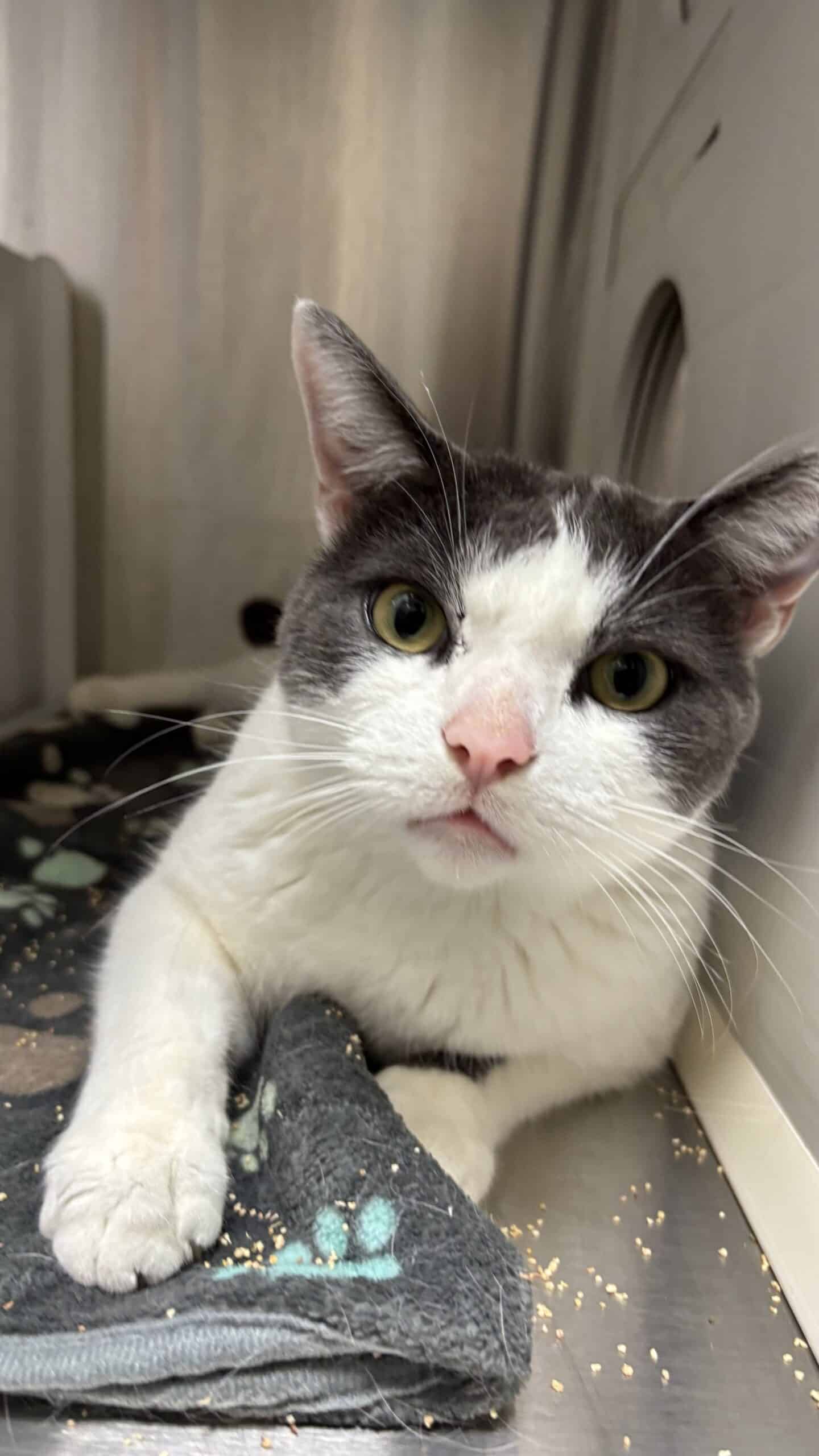 Ti-gars - Domestic Short Hair cat available for adoption at Proanima in Boucherville