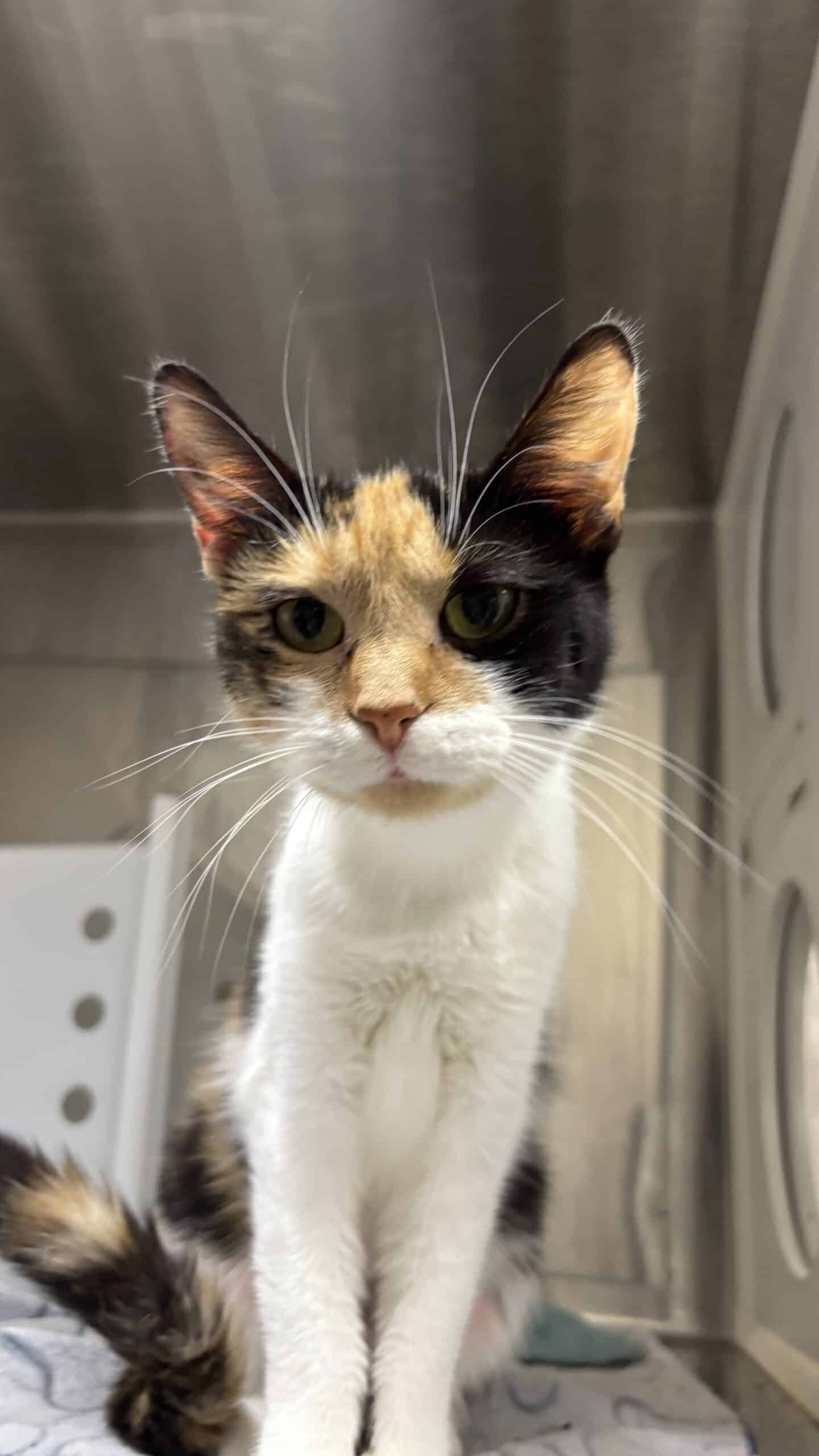Fiona - Domestic Short Hair available for adoption