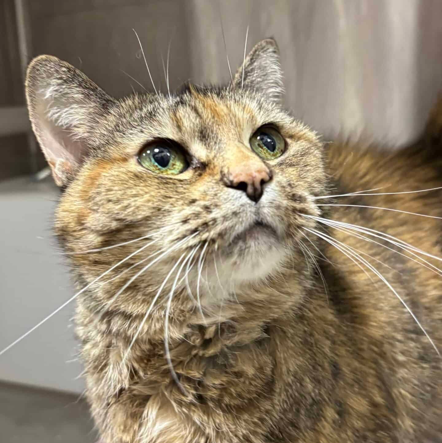 Rosy - Domestic Short Hair available for adoption