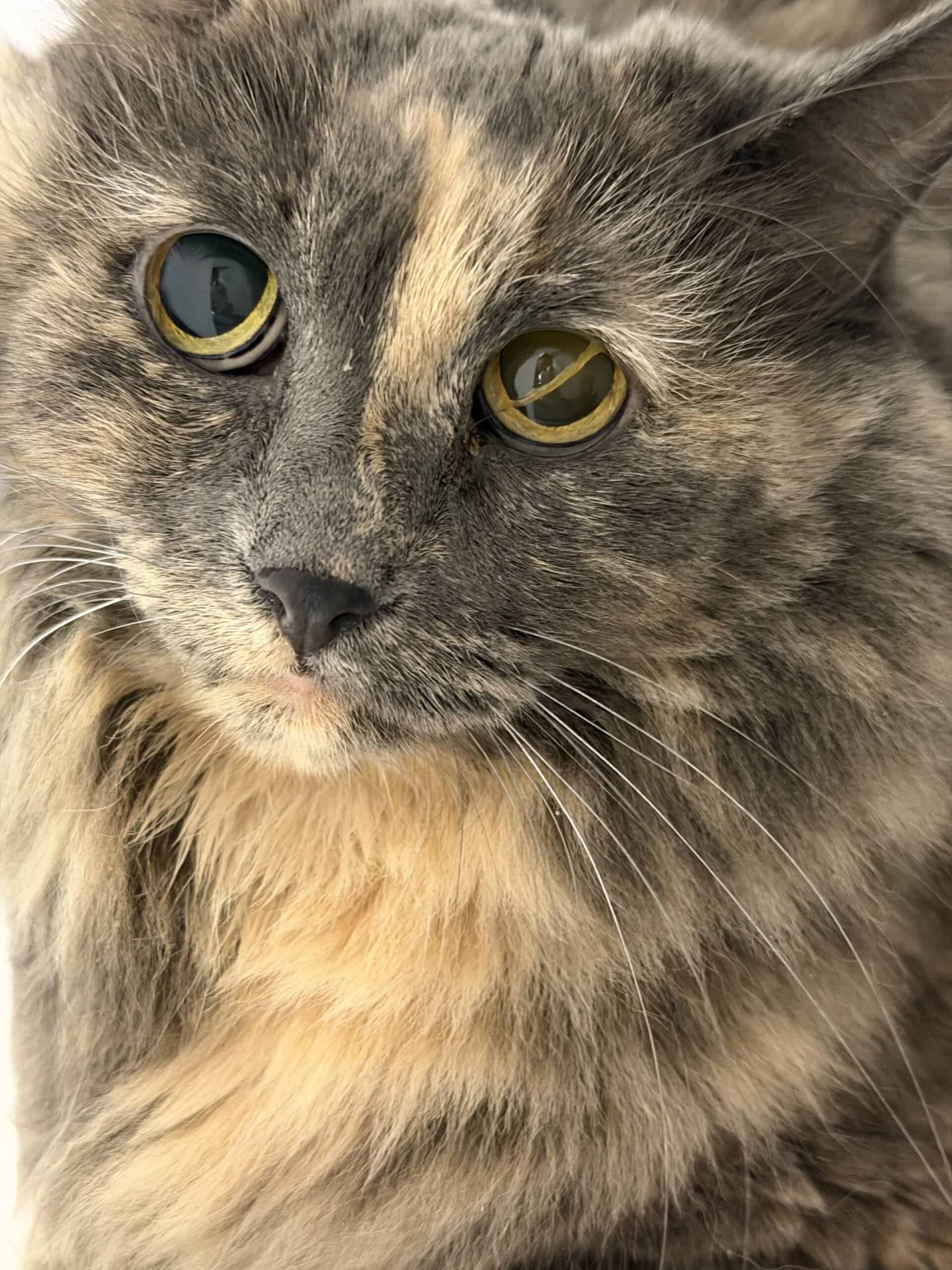 Tatoo - Domestic Short Hair cat available for adoption at Proanima in Montreal