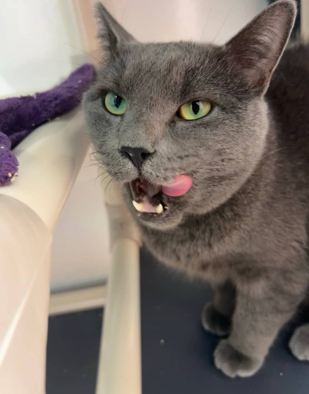 Asta - Domestic Short Hair cat available for adoption at Proanima in Montreal