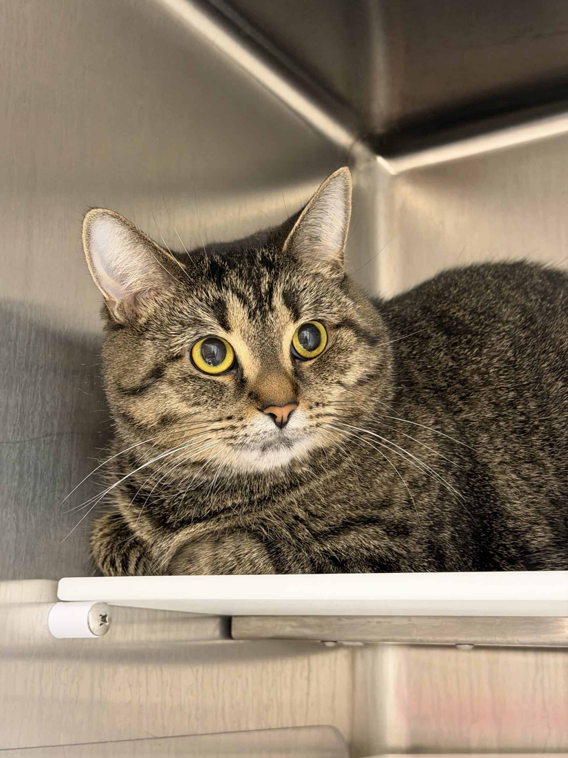 Mimiche - Domestic Short Hair cat available for adoption at Proanima in Montreal