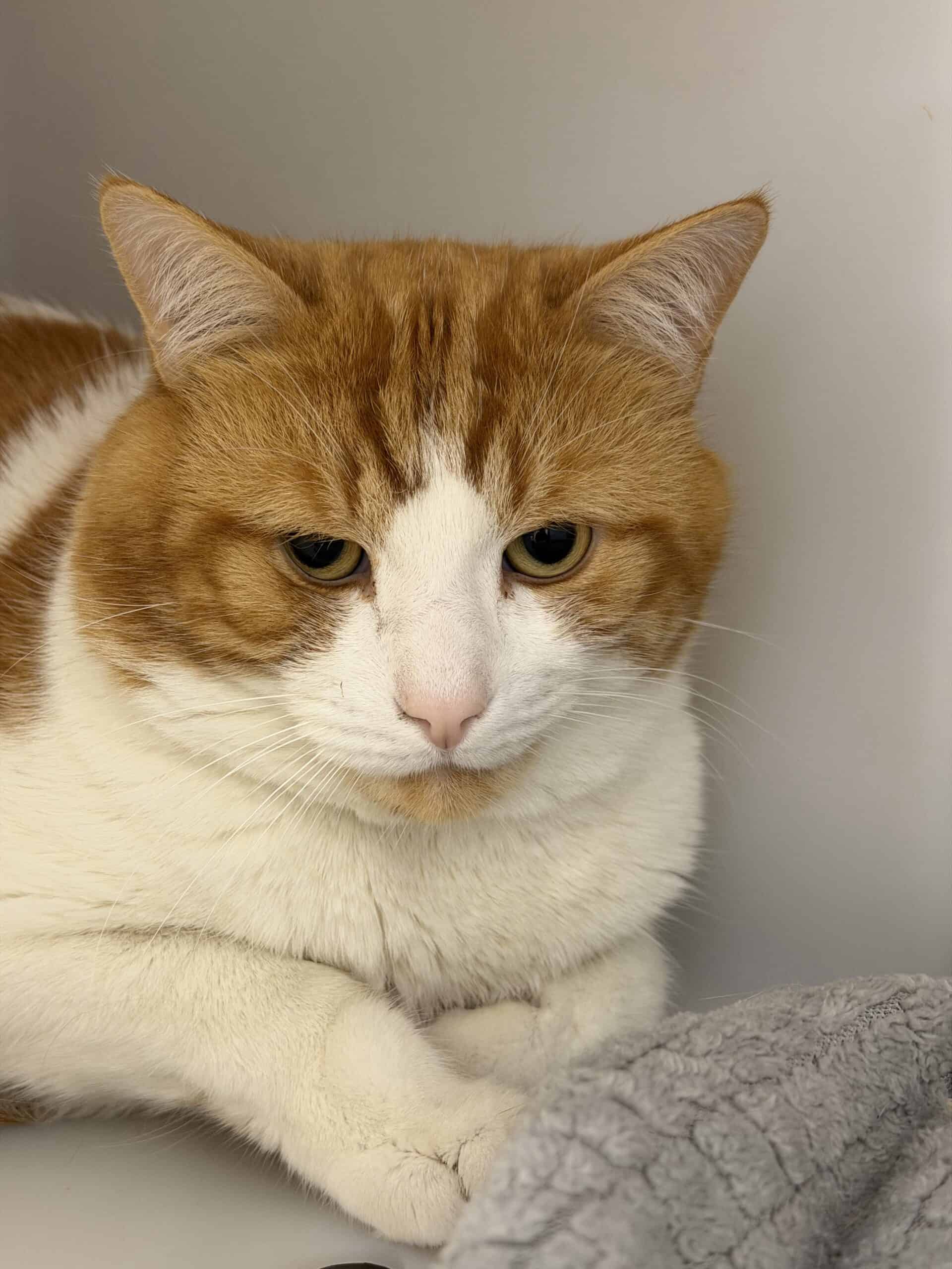 Luffy - Domestic Short Hair cat available for adoption at Proanima in Montreal