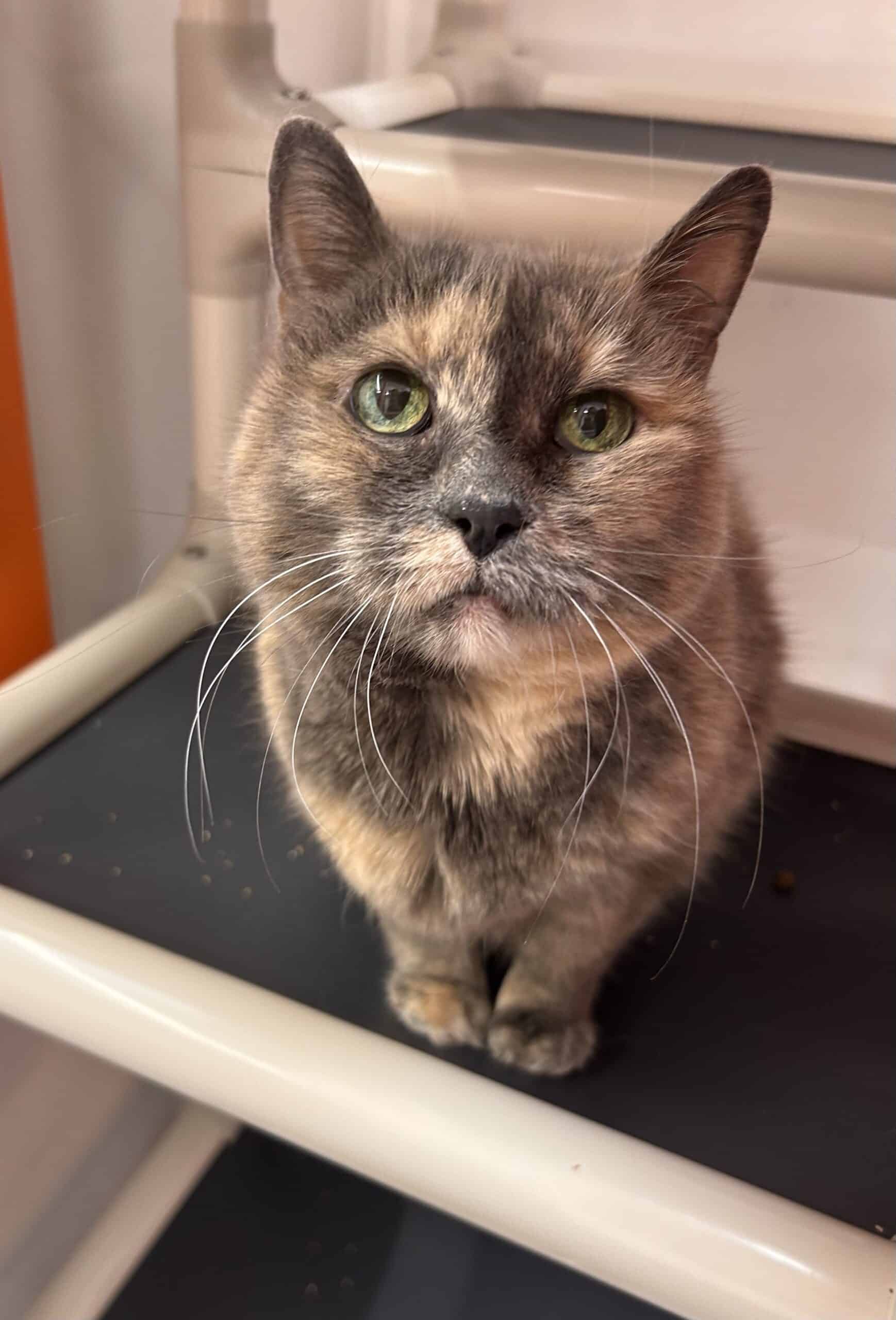 Mally - Domestic Short Hair cat available for adoption at Proanima in Montreal