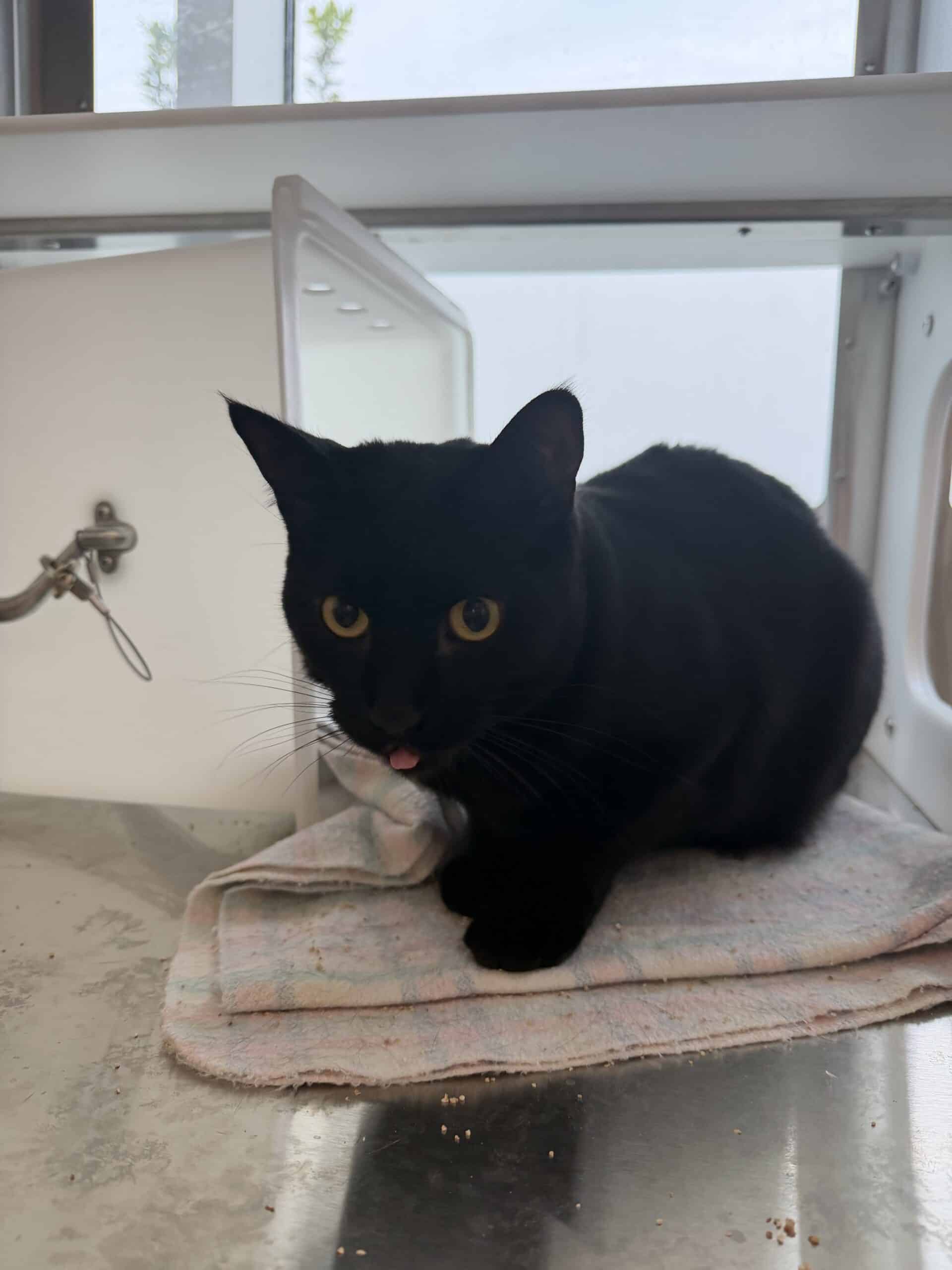 Tipi - Domestic Short Hair cat available for adoption at Proanima in Montreal