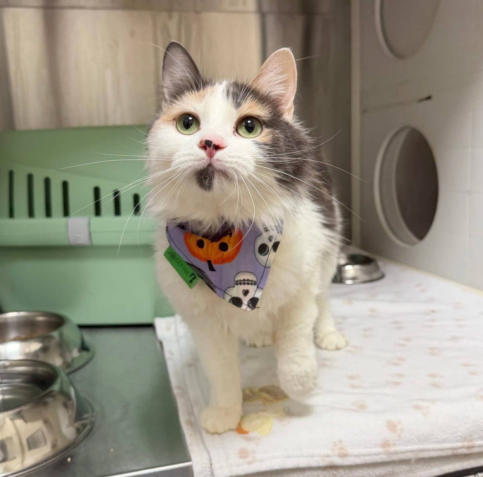 Caramelle - Domestic Short Hair cat available for adoption at Proanima in Boucherville