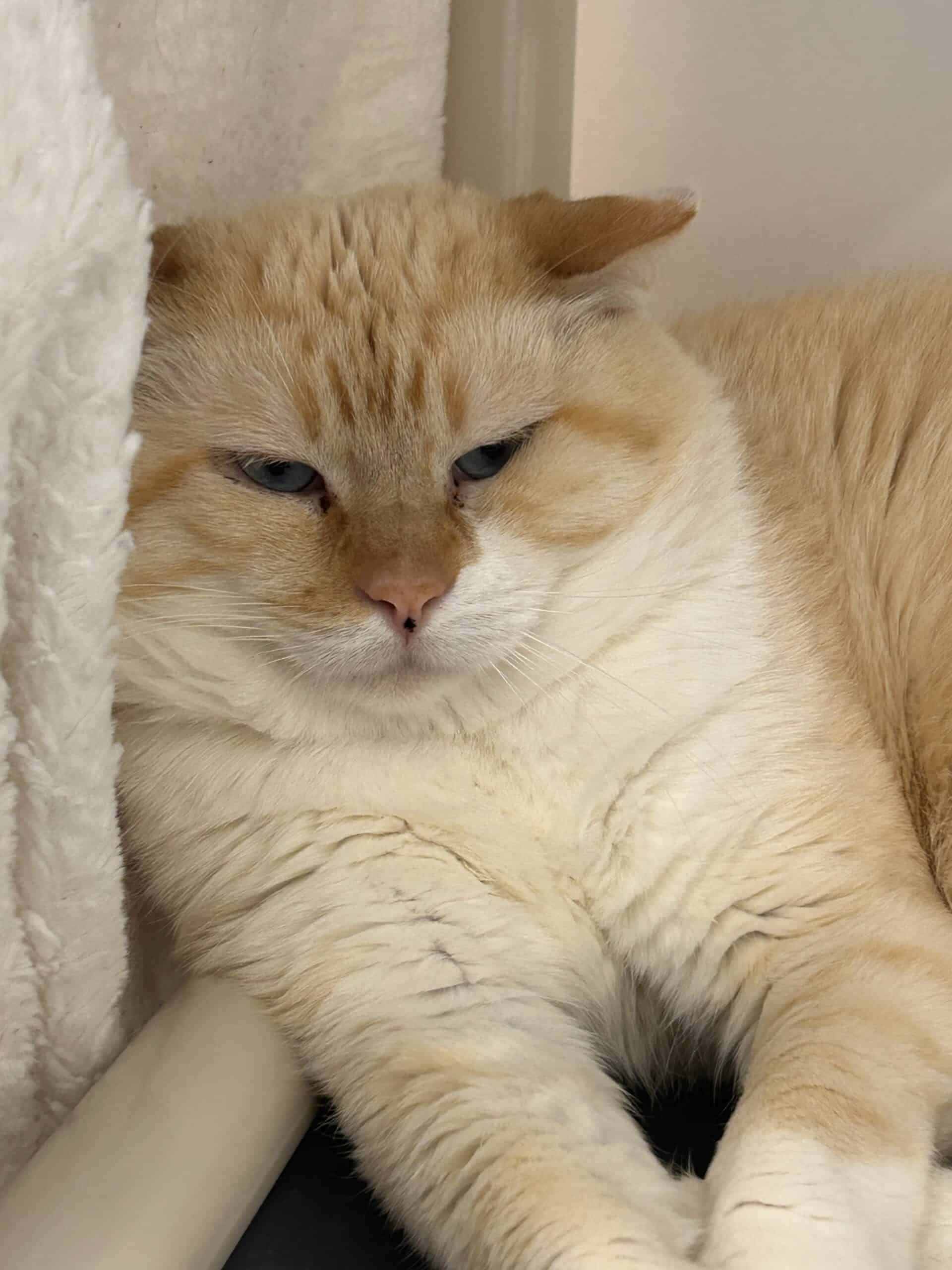 Cannelle - Domestic Short Hair cat available for adoption at Proanima in Montreal
