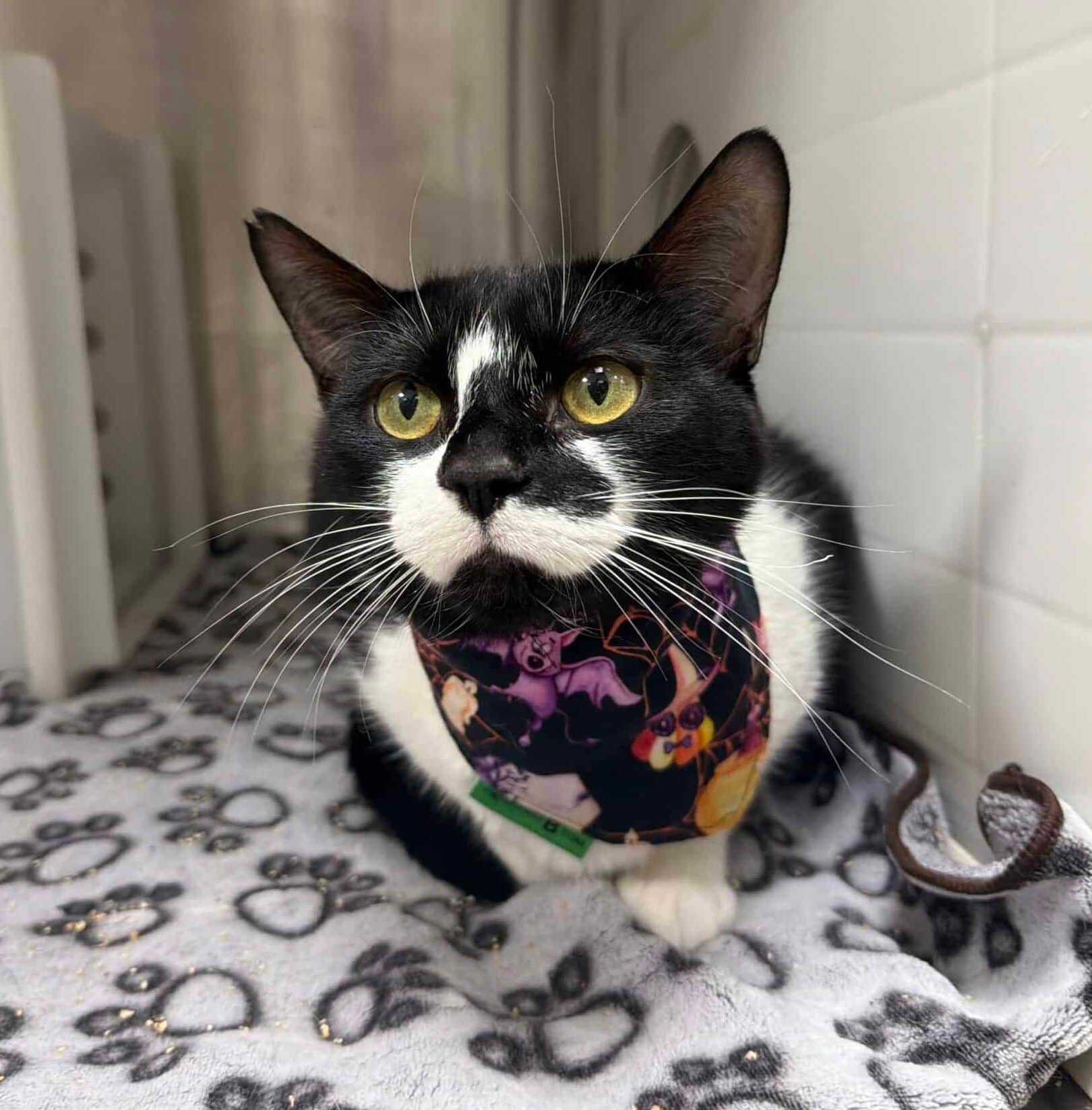 Acacia - Domestic Short Hair available for adoption