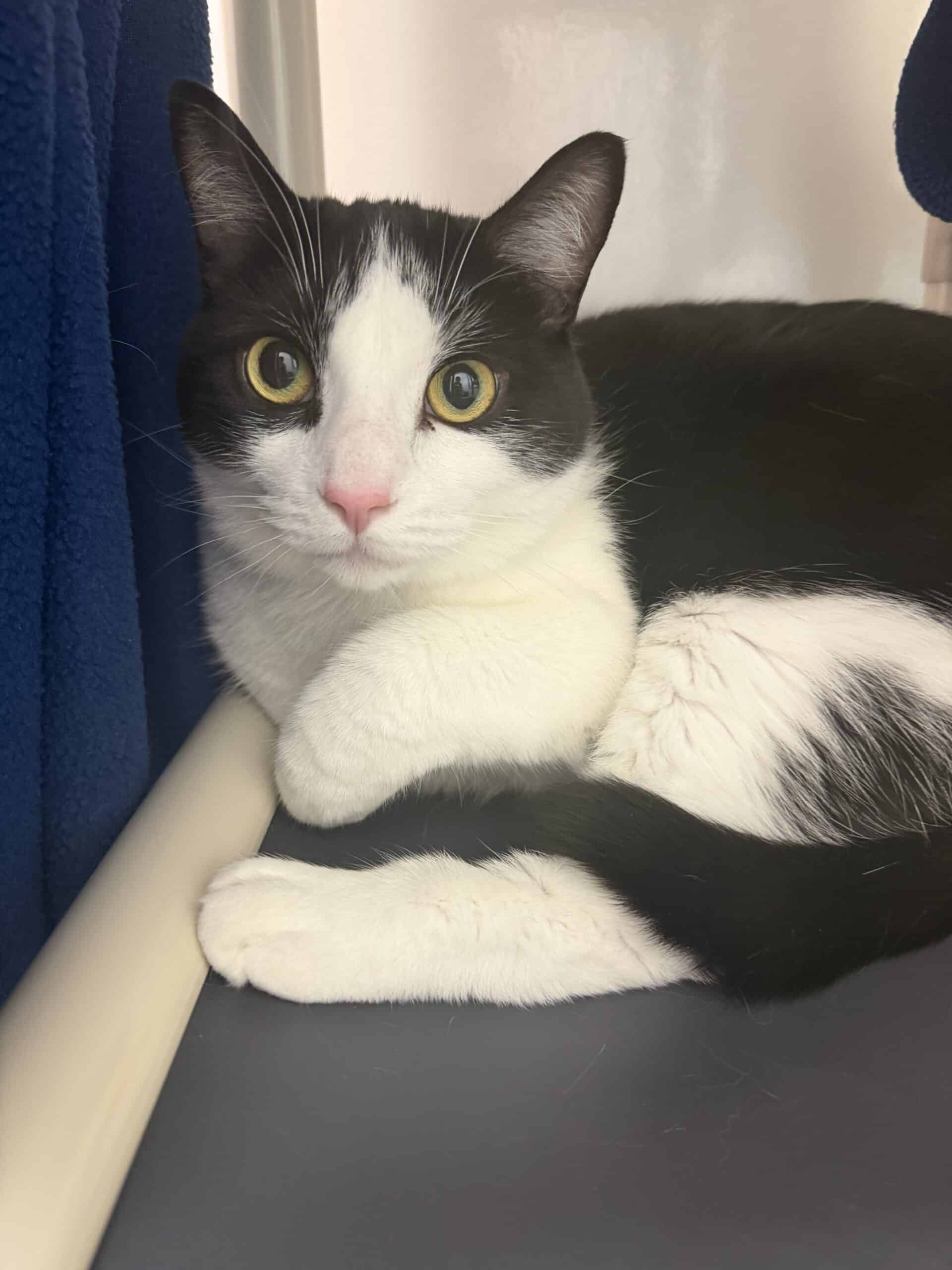 Donatello - Domestic Short Hair cat available for adoption at Proanima in Montreal