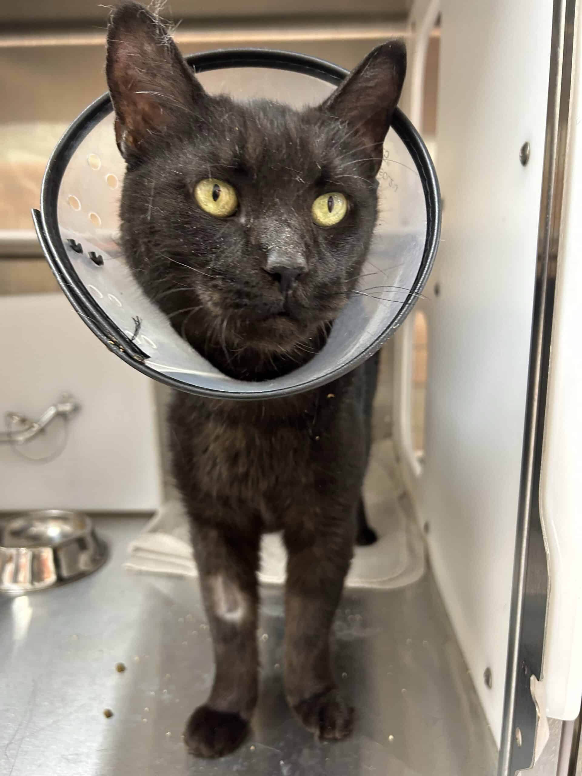 Baxter - Domestic Short Hair cat available for adoption at Proanima in Montreal