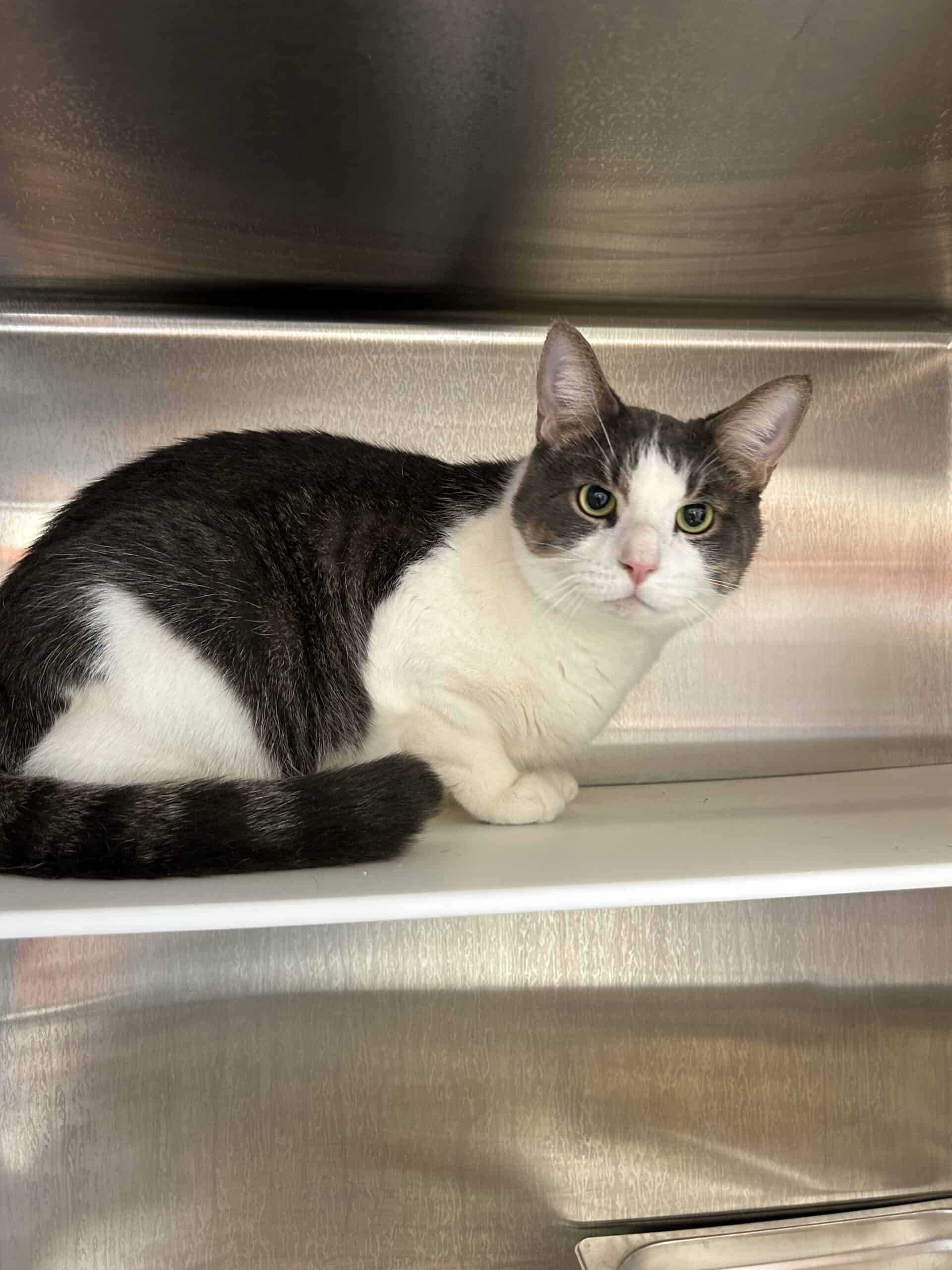 Wade - Domestic Short Hair available for adoption