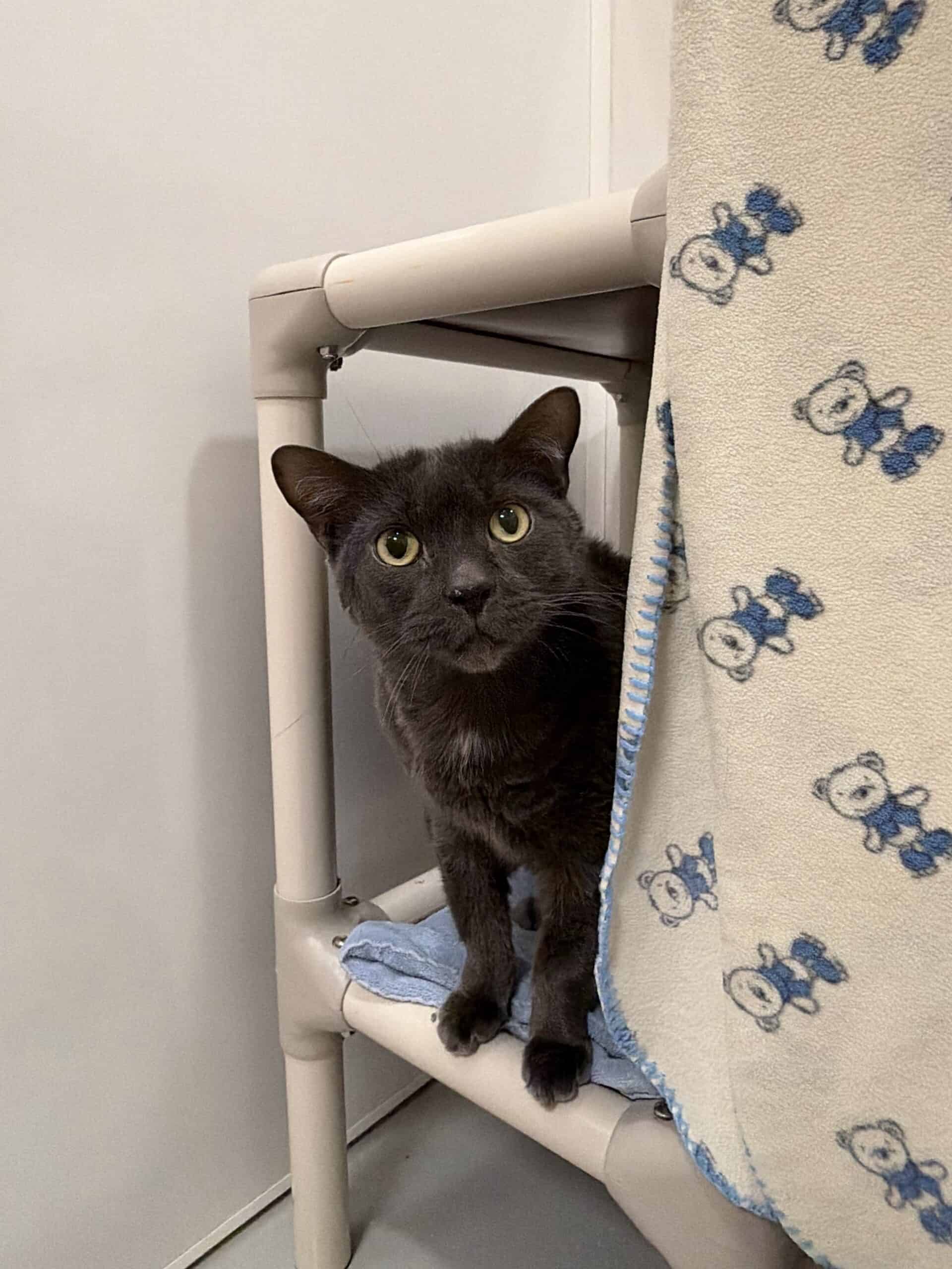London - Domestic Short Hair available for adoption