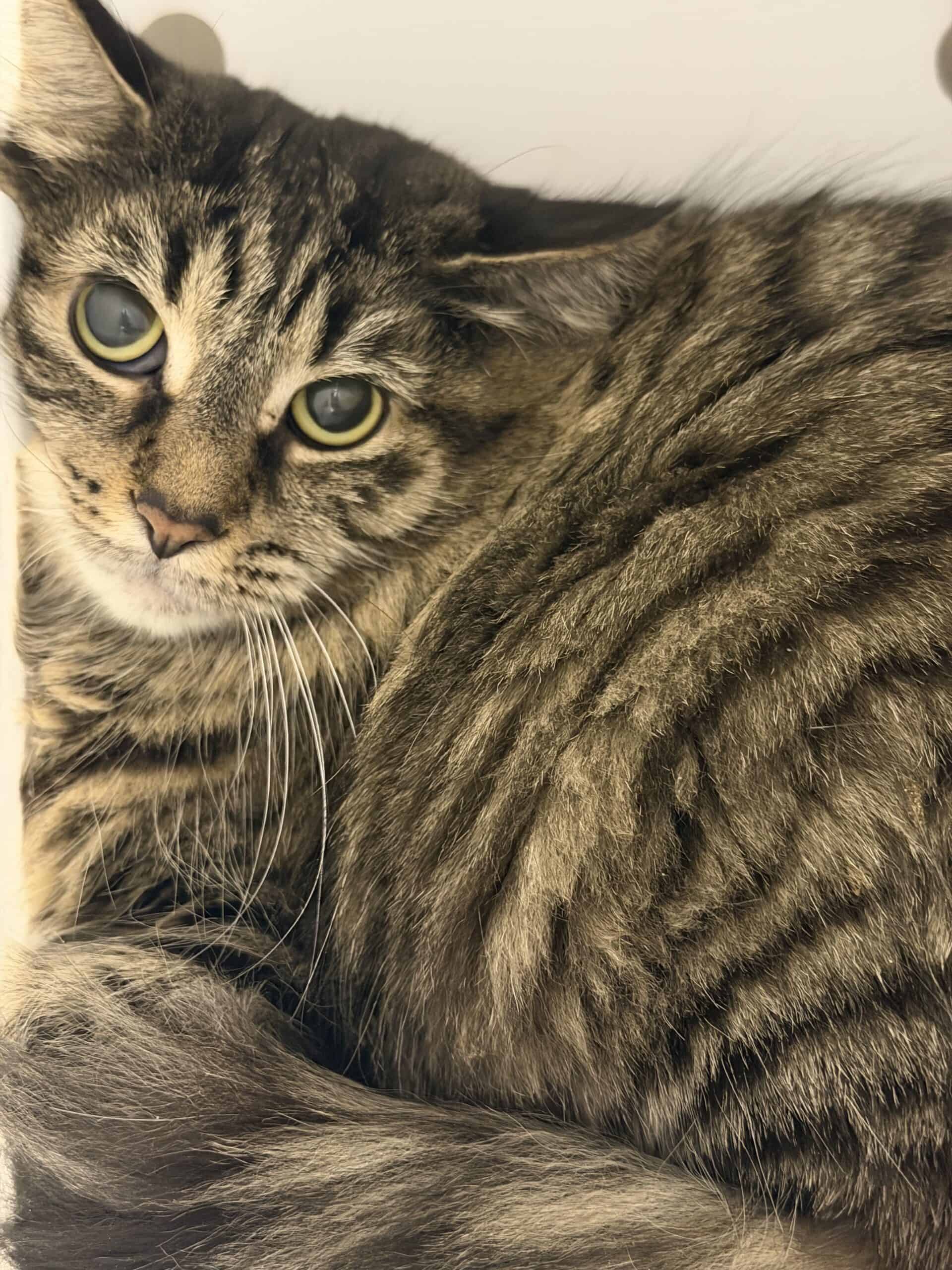 Zahrasha Ja - Domestic Short Hair cat available for adoption at Proanima in Montreal