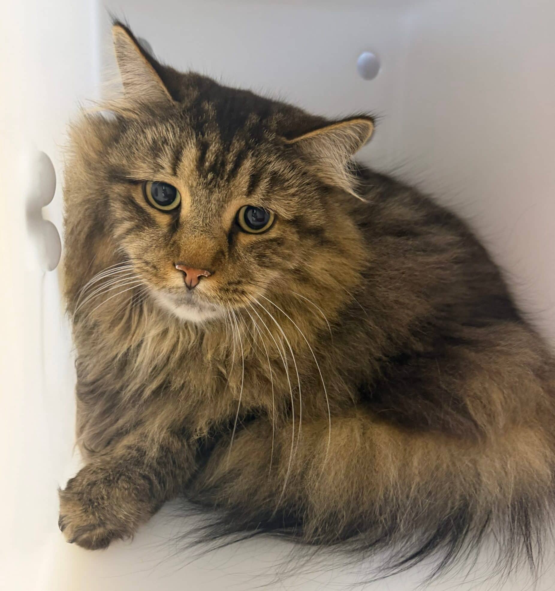 Gasper - Domestic Short Hair cat available for adoption at Proanima in Montreal