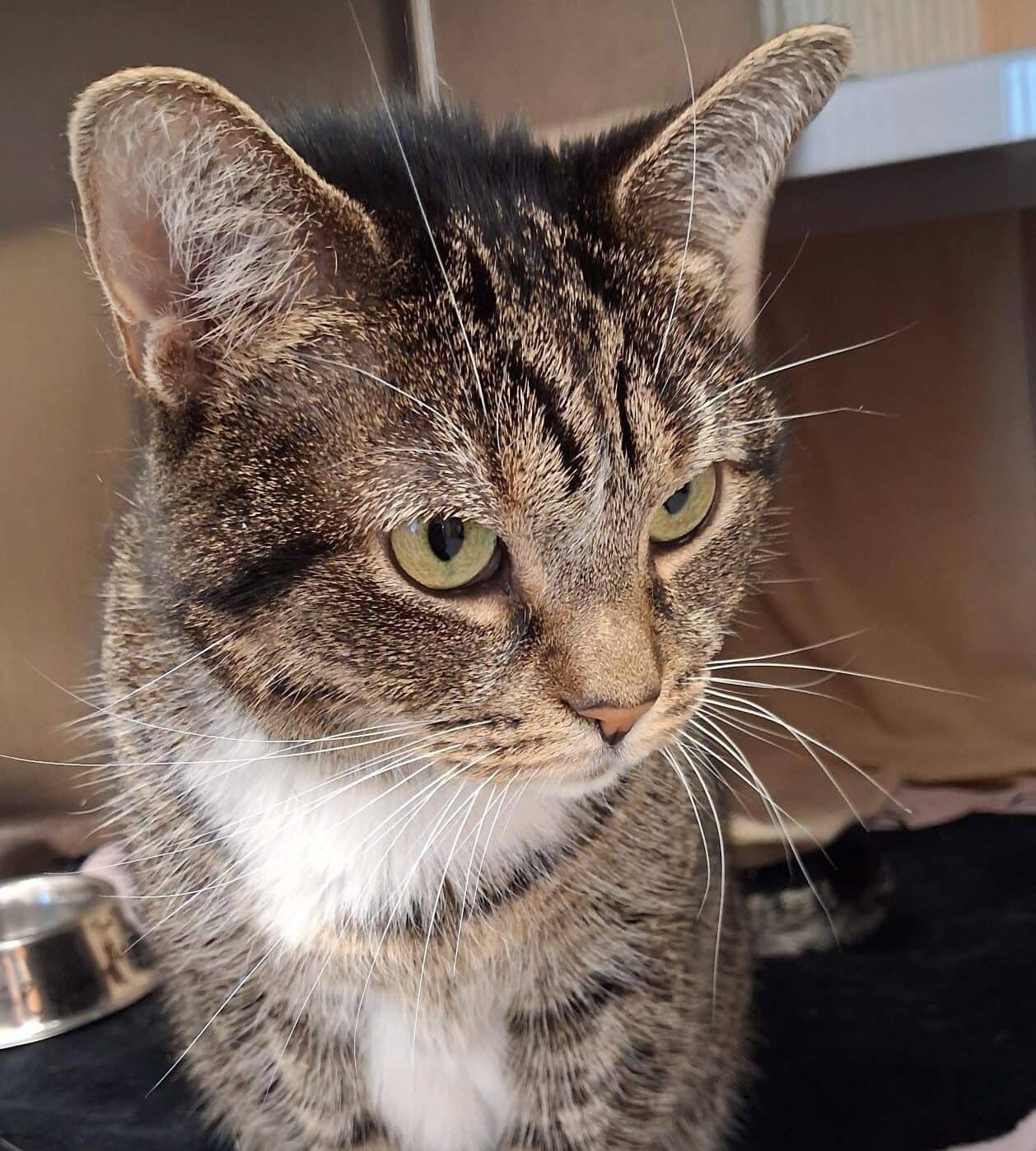 Juliette - Domestic Short Hair available for adoption