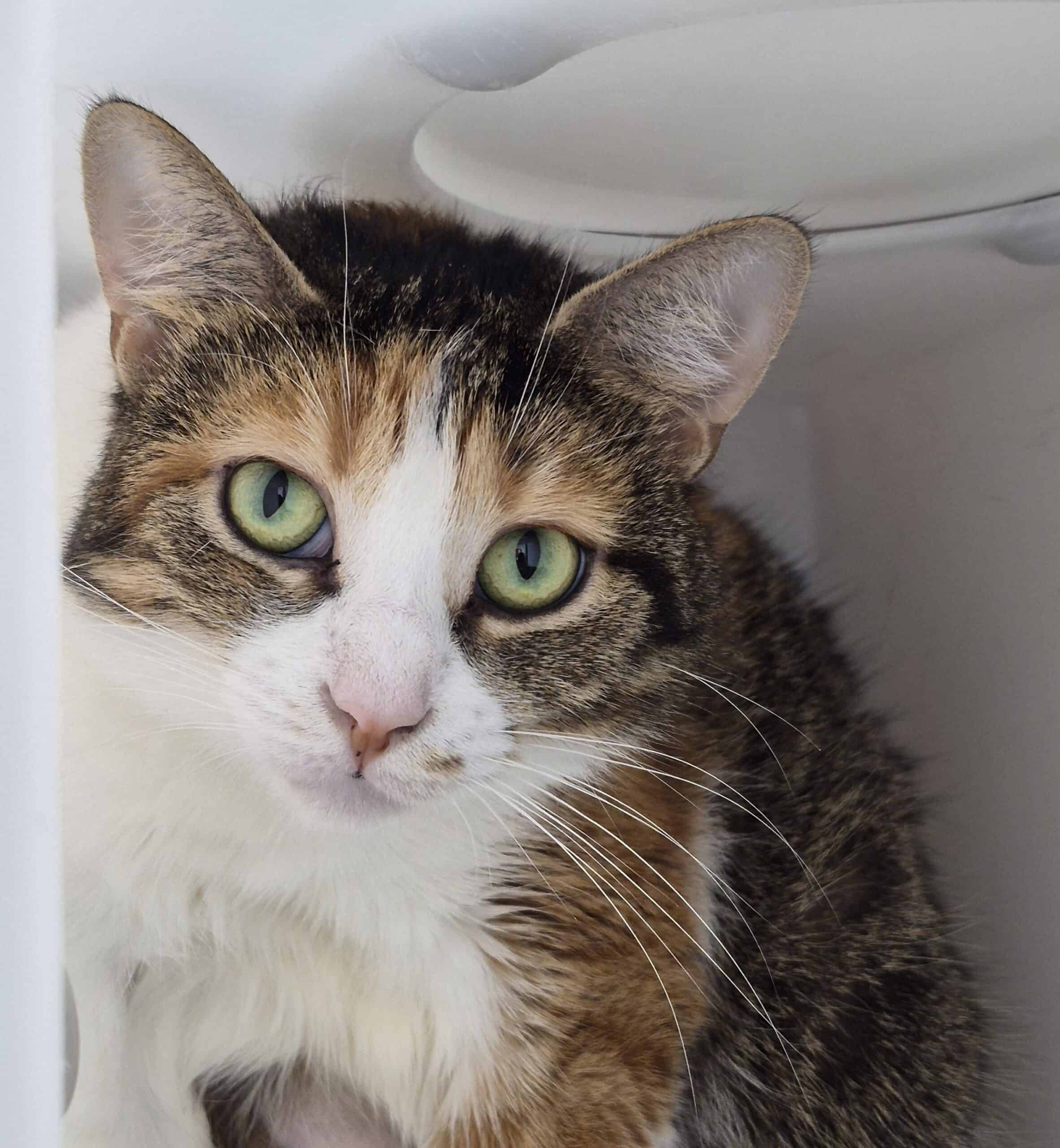 Myllenia - Domestic Short Hair cat available for adoption at Proanima in Montreal