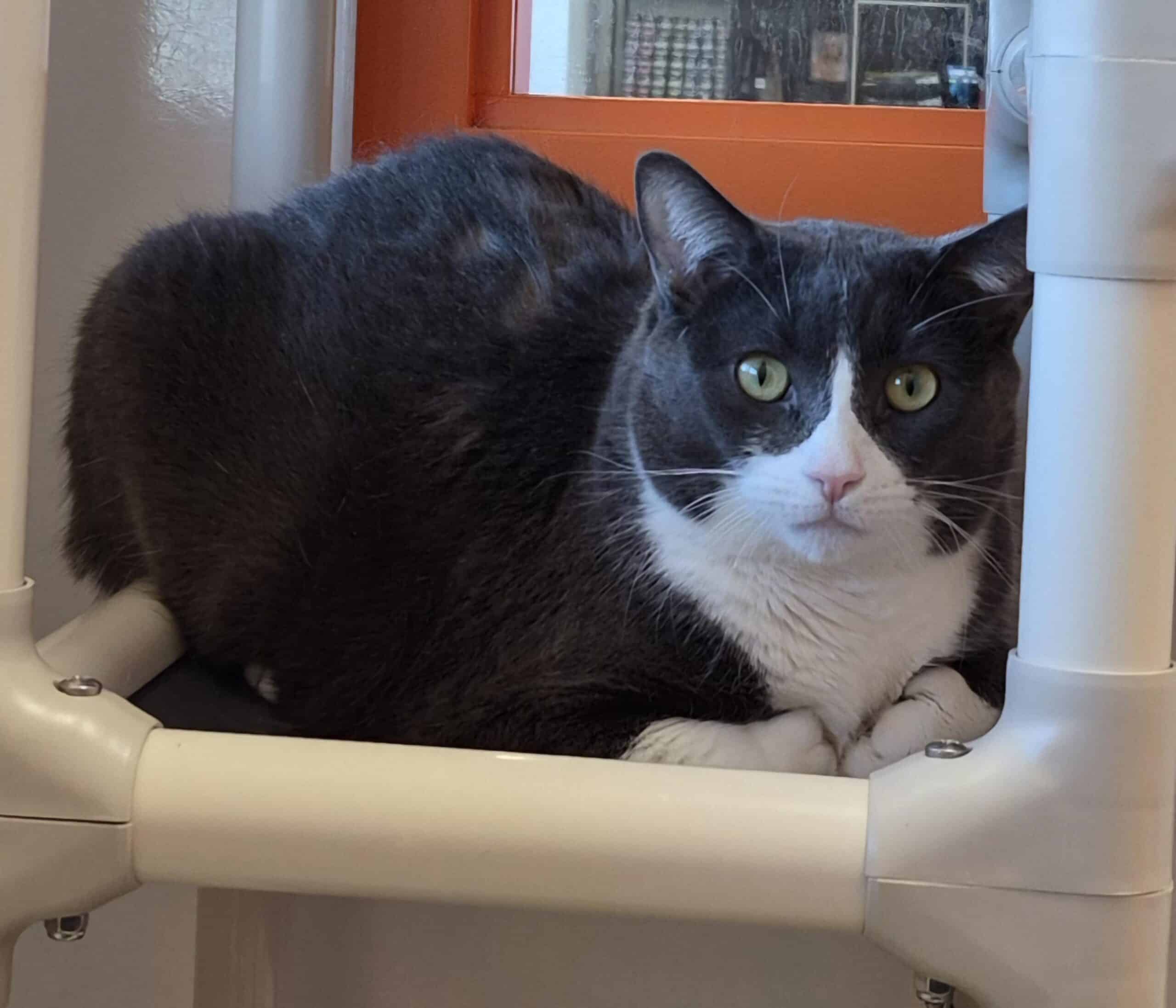 Mochi - Domestic Short Hair cat available for adoption at Proanima in Montreal