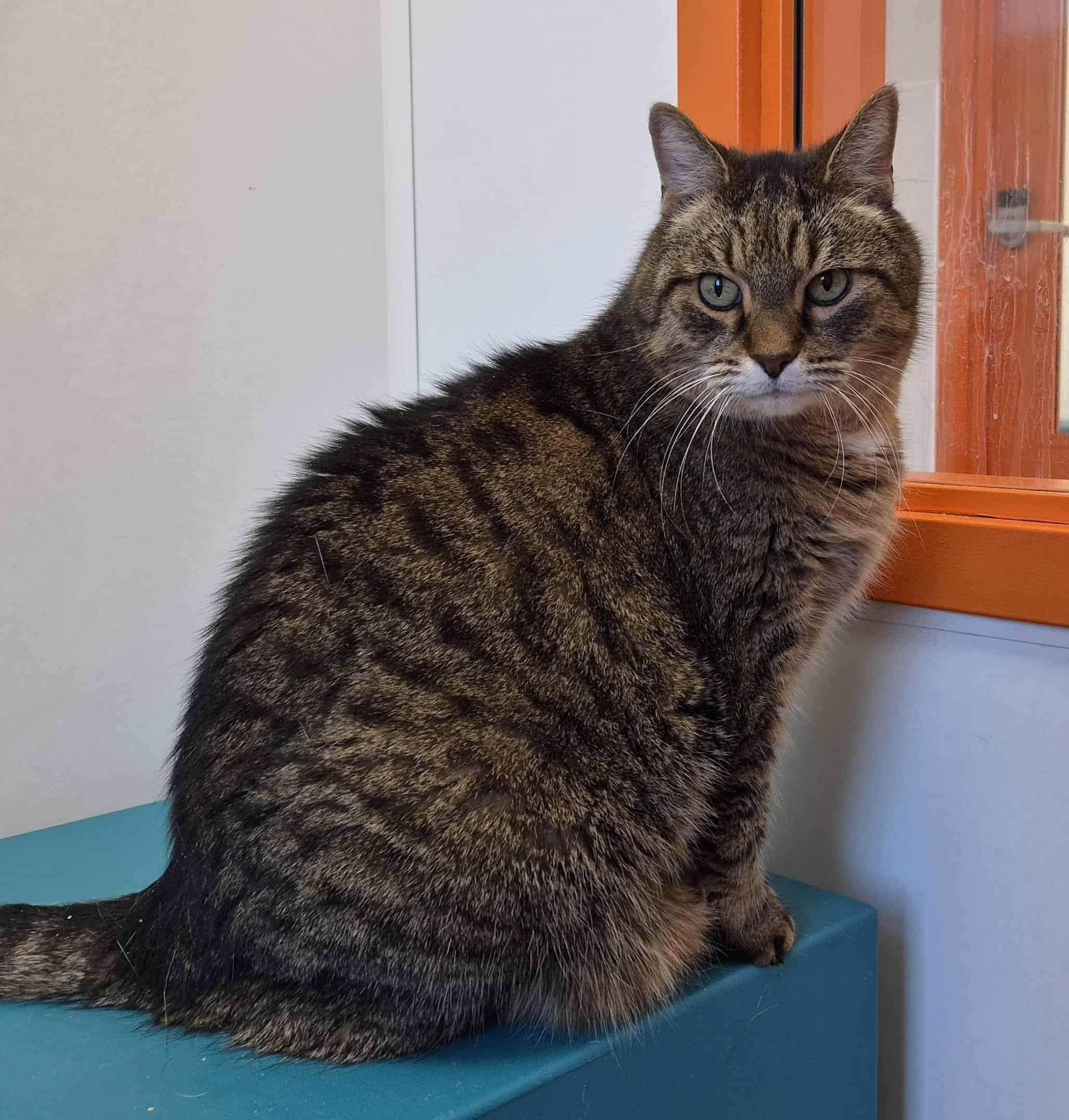 Fluffy - Domestic Short Hair cat available for adoption at Proanima in Montreal