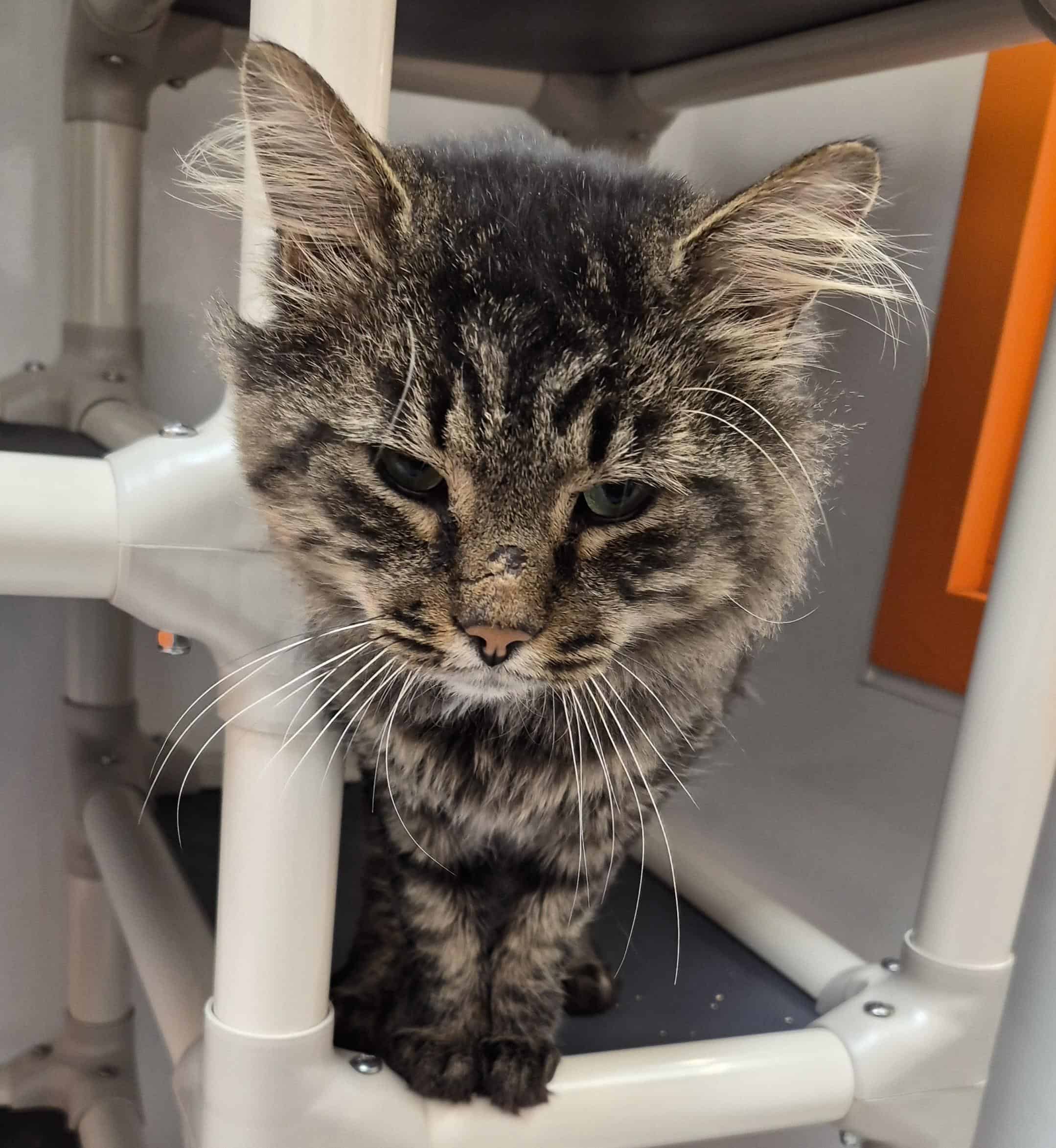 Hapi - Domestic Short Hair cat available for adoption at Proanima in Montreal