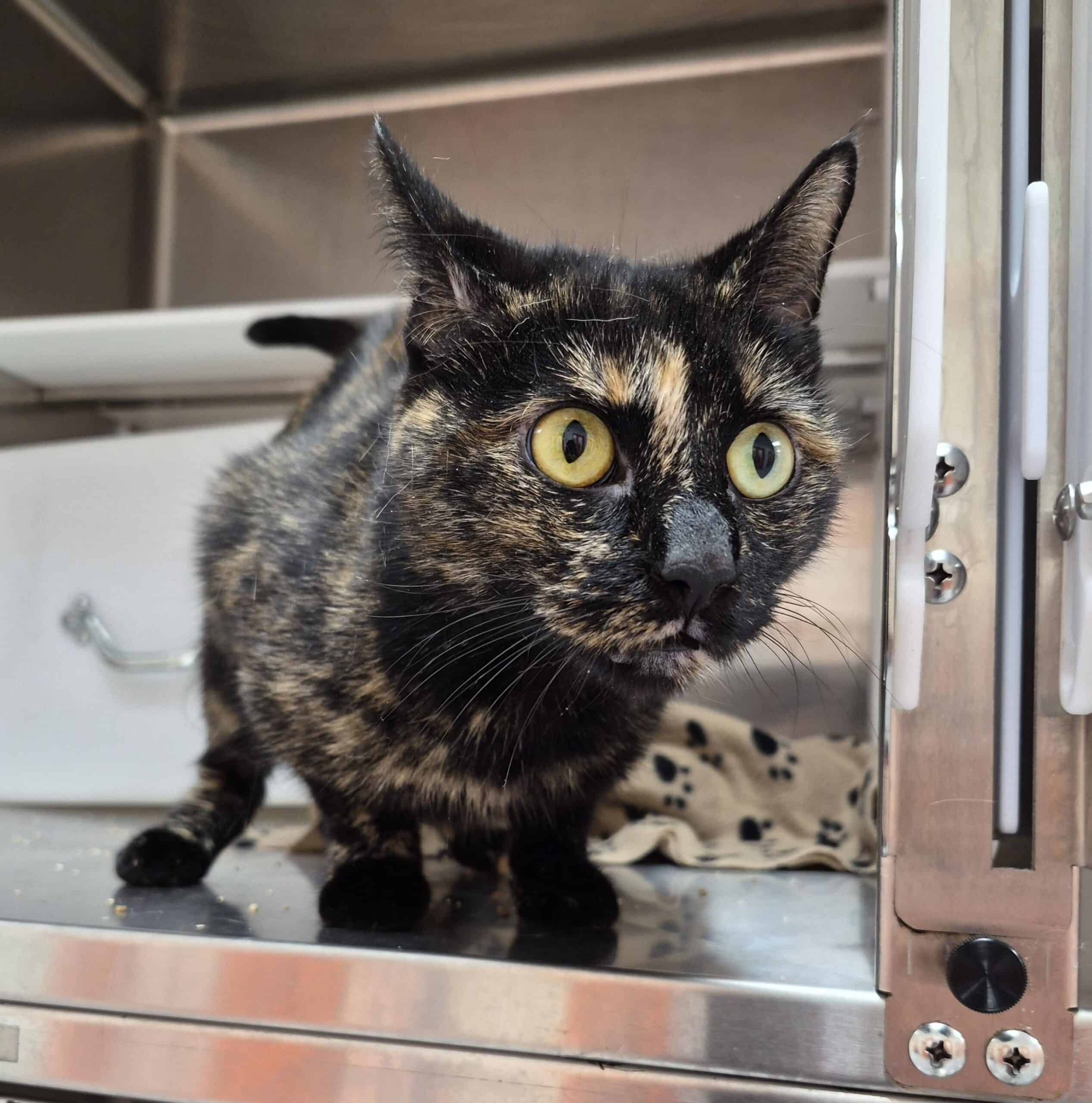 Mika - Domestic Short Hair cat available for adoption at Proanima in Montreal