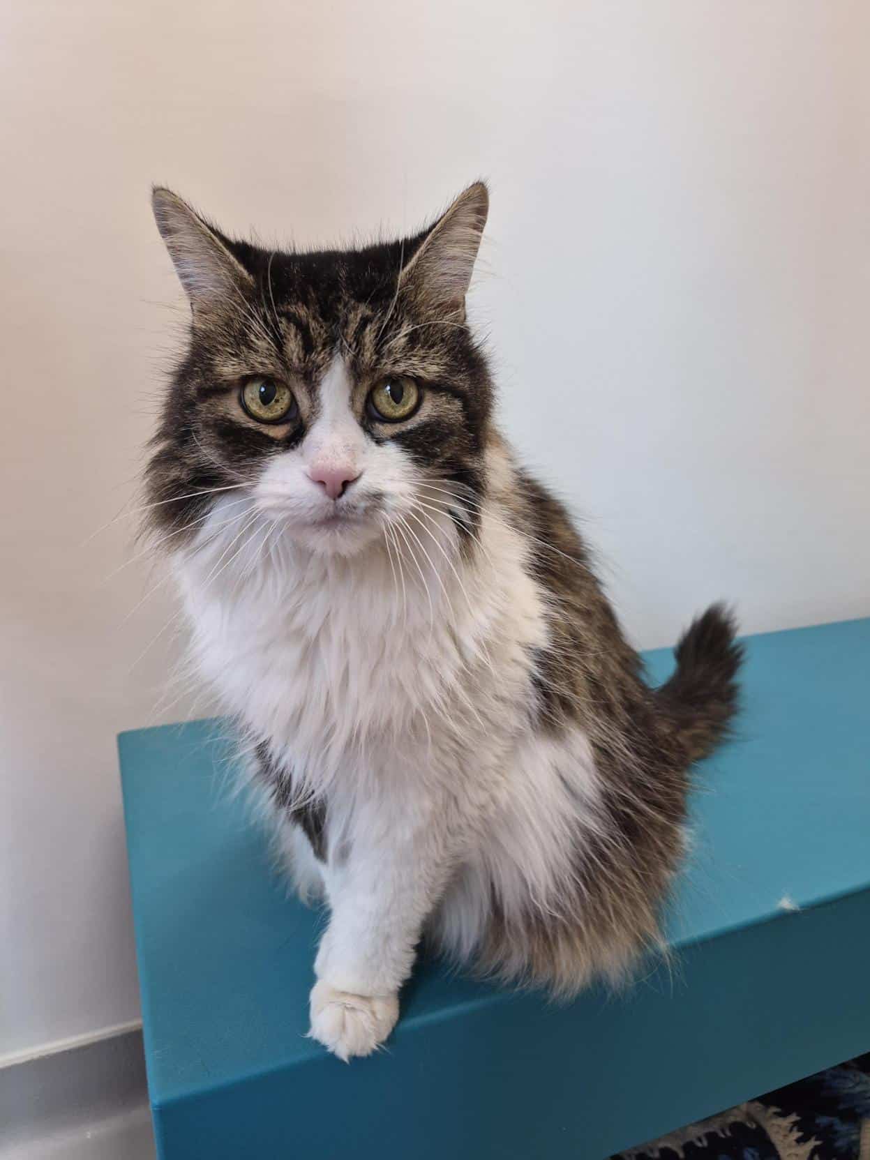 Pico - Domestic Short Hair cat available for adoption at Proanima in Montreal