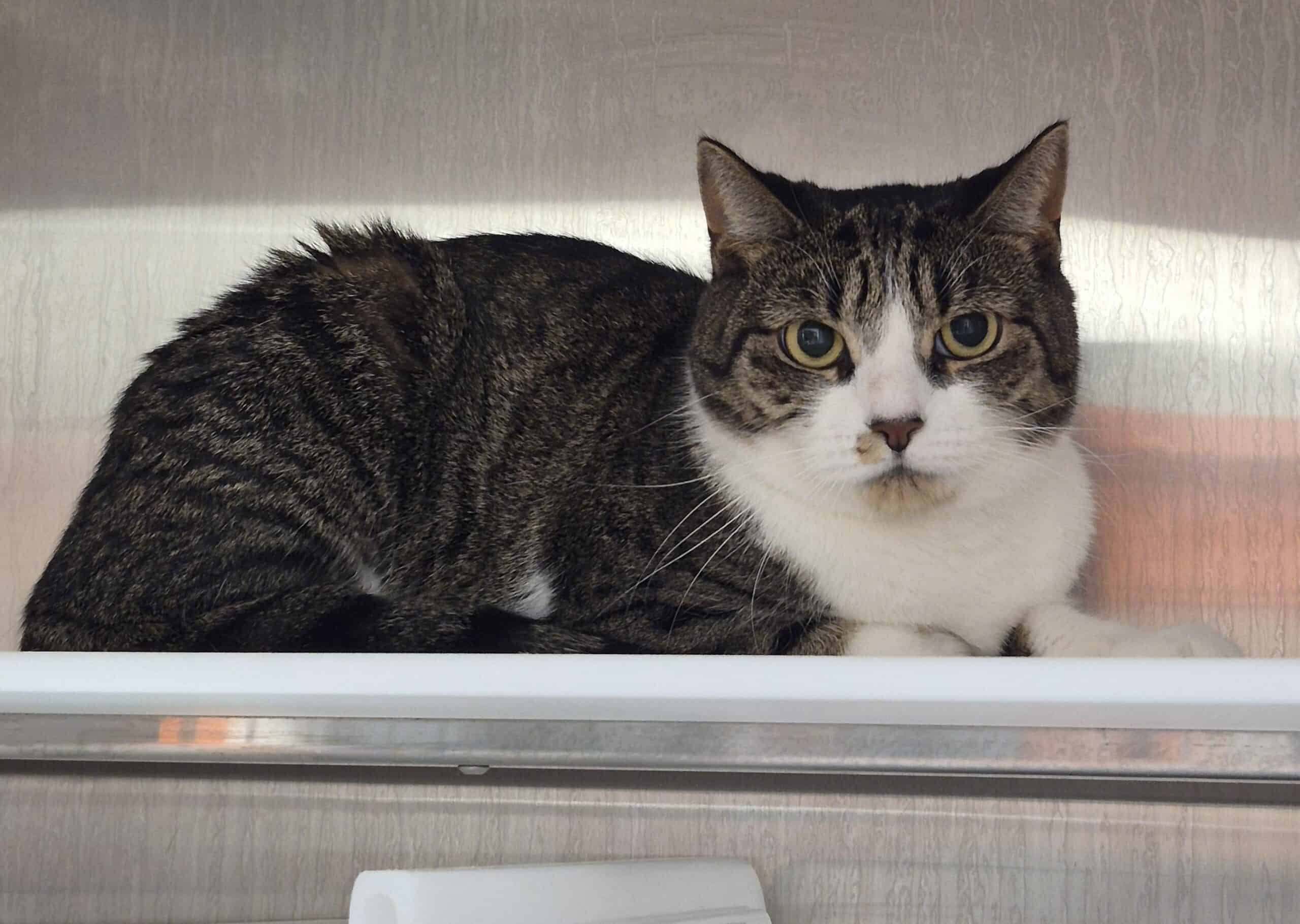Minou - Domestic Short Hair cat available for adoption at Proanima in Montreal