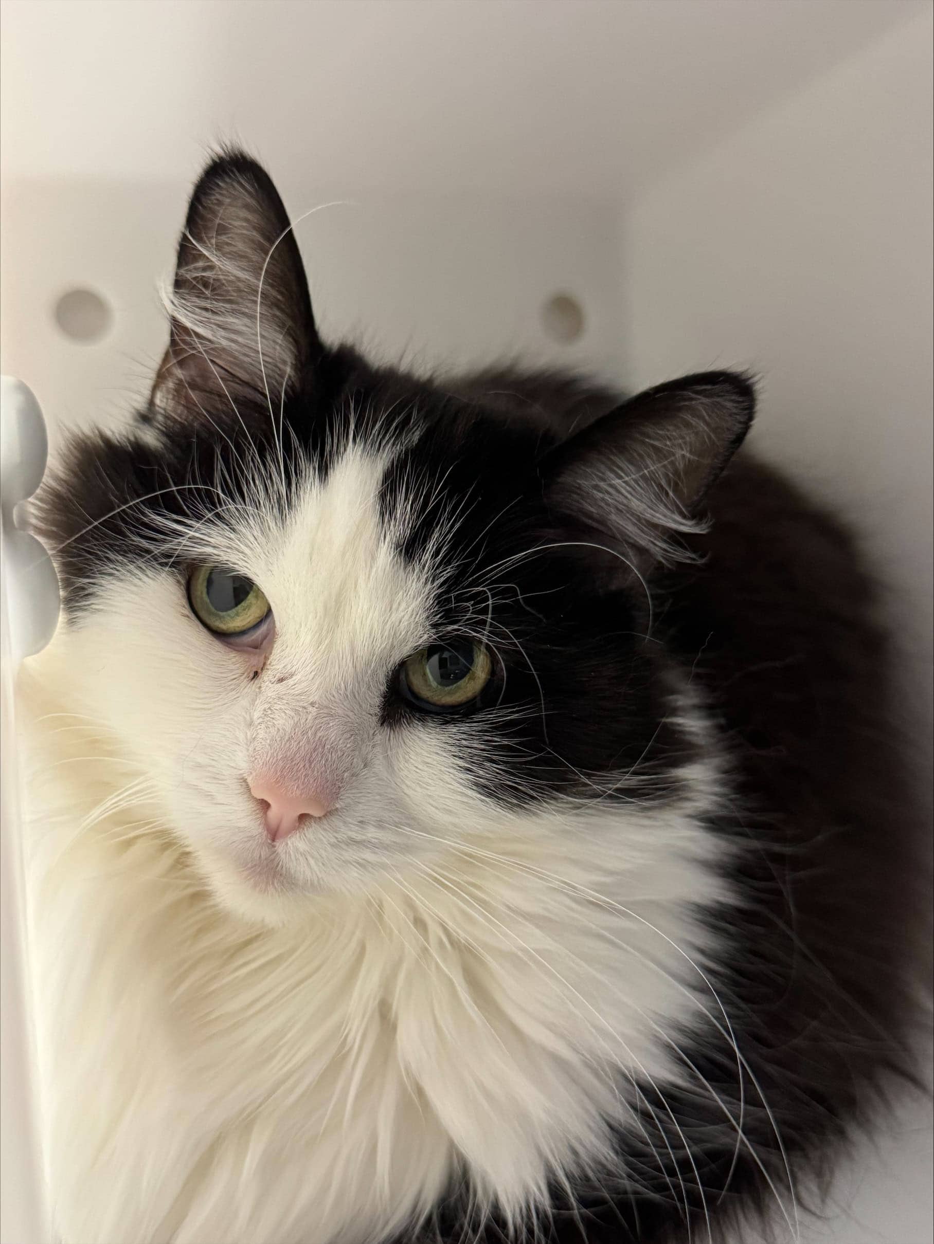 Minette - Domestic Short Hair available for adoption