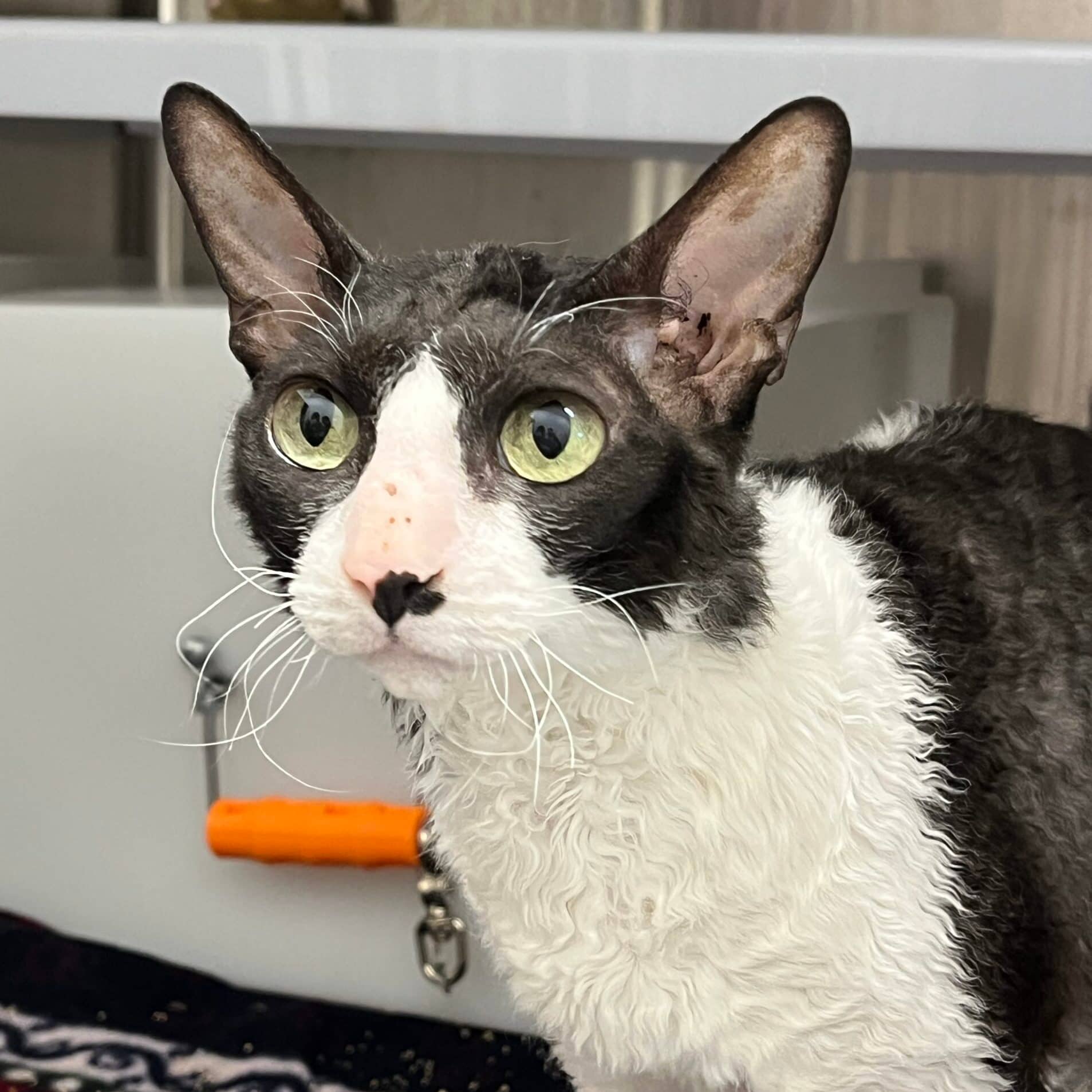 Aphrodite - Domestic Short Hair available for adoption