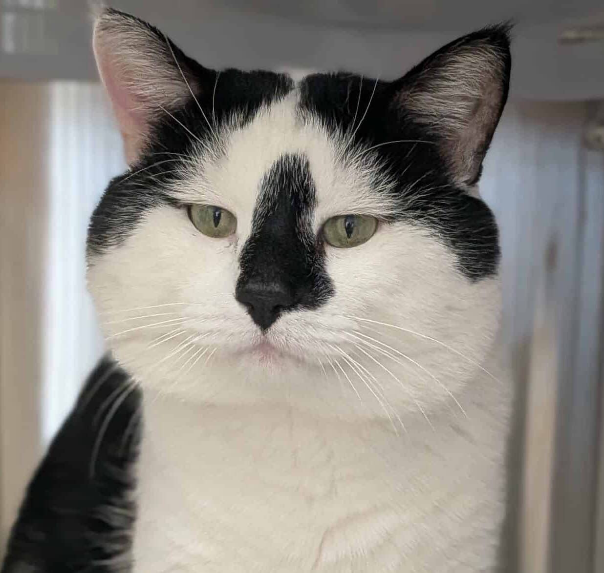 Batman - Domestic Short Hair cat available for adoption at Proanima in Boucherville